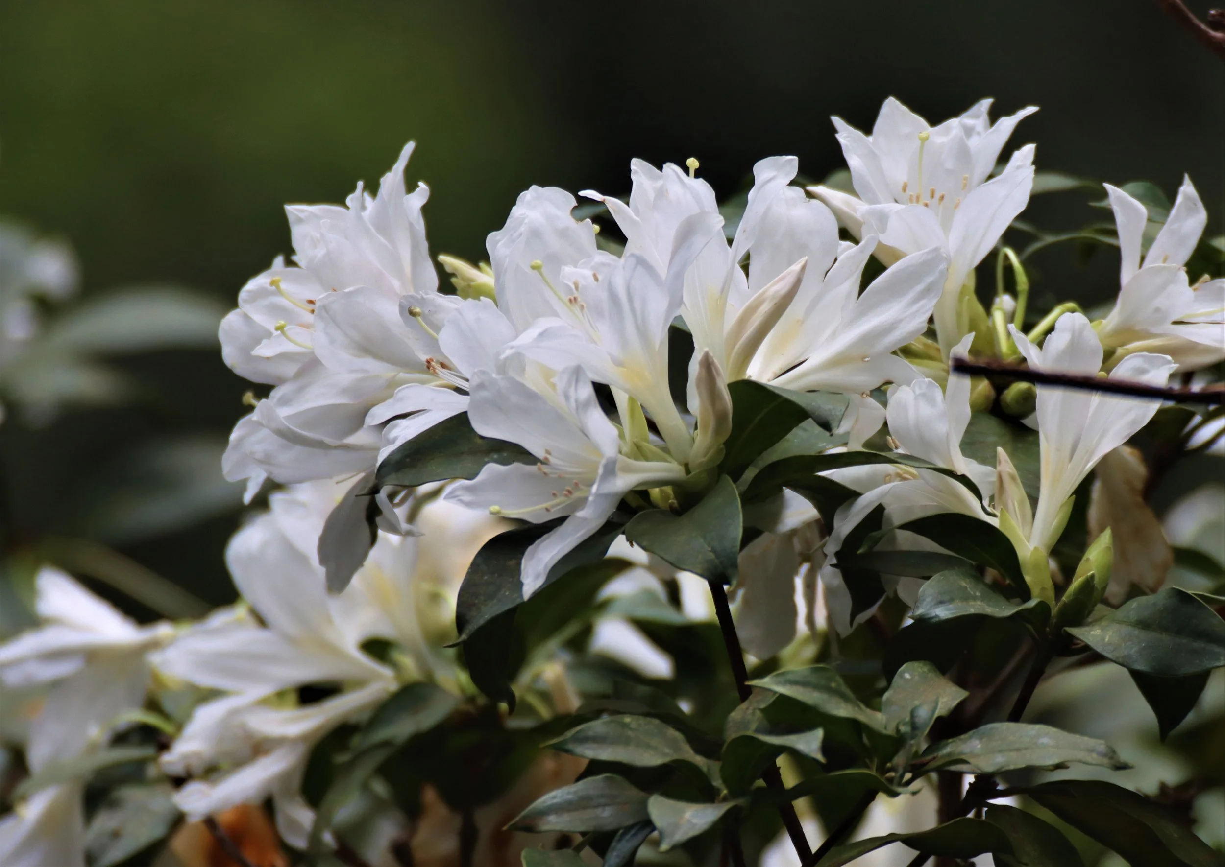 Rhododendron ludwigianum