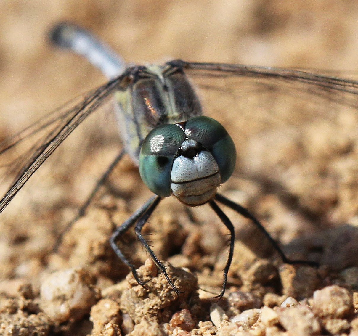 Order Odonata - Damselflies & Dragonflies — Coke Smith Wildlife