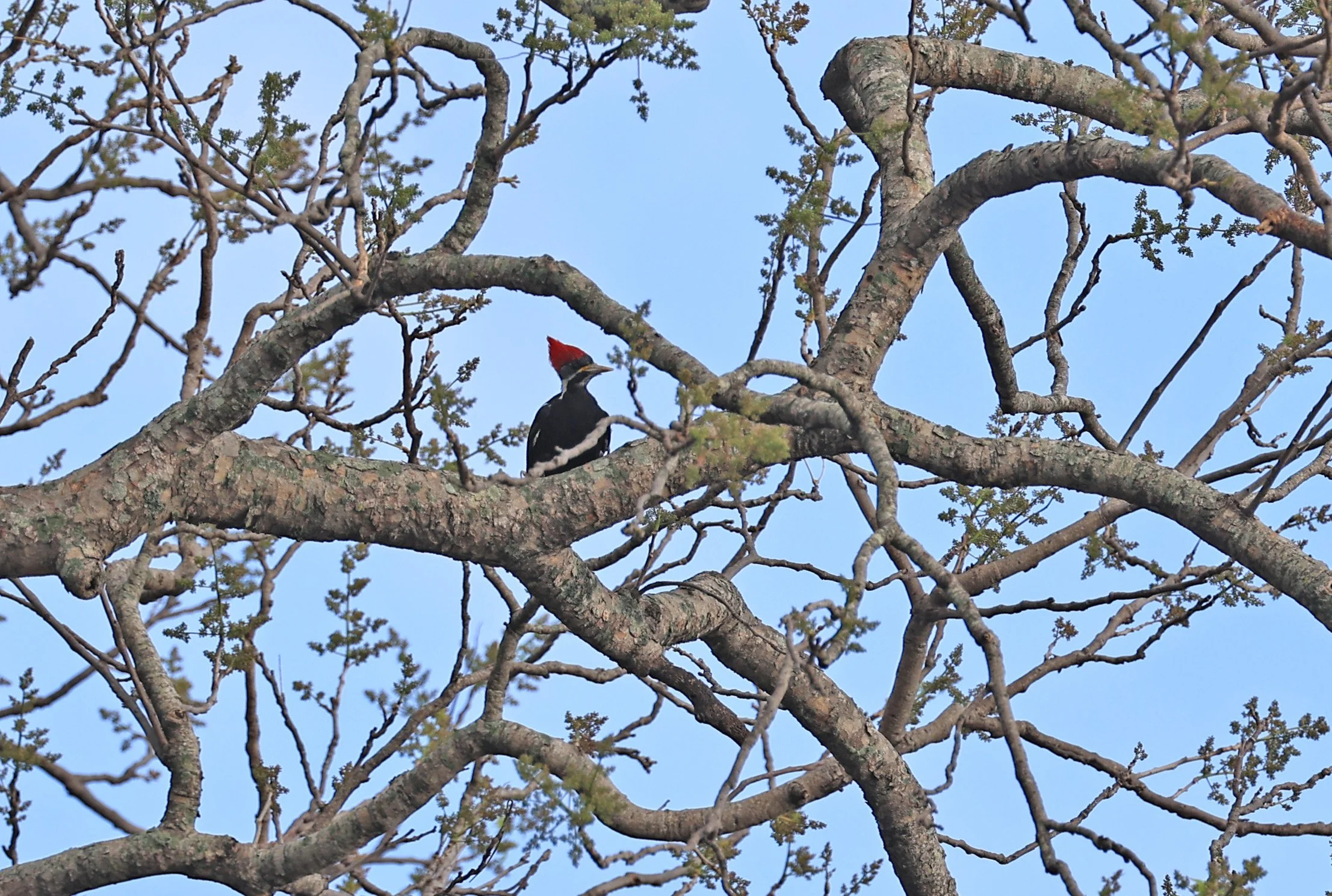 Black-bodied Woodpecker (Dryocopus schulzi) Selva Serena Natural Reserve (5).jpg