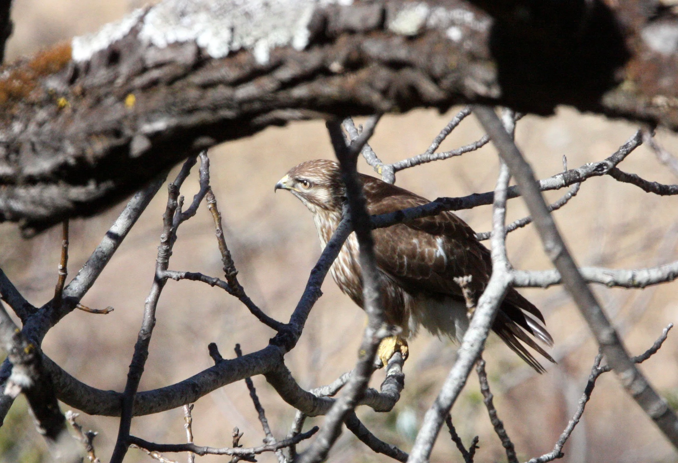 Buteo buteo - COMMON BUZZARD - TANCHENG YUNNAN CHINA (7).JPG