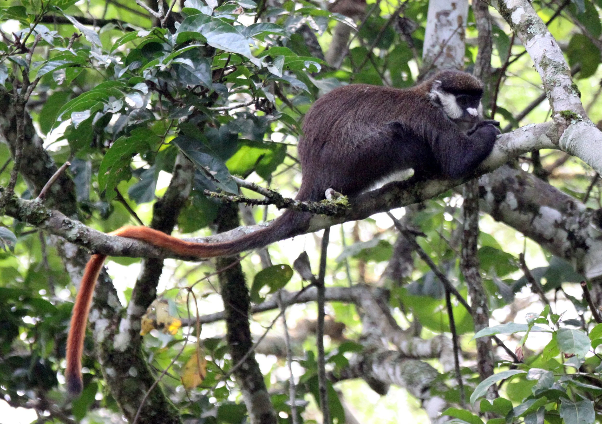 CERCOPITHECIDAE - Cercopithecus ascanius schmidti - SCHMIDT'S RED-TAILED MONKEY - KIBALE NATIONAL PARK UGANDA BIGODI SWAMP (50).JPG