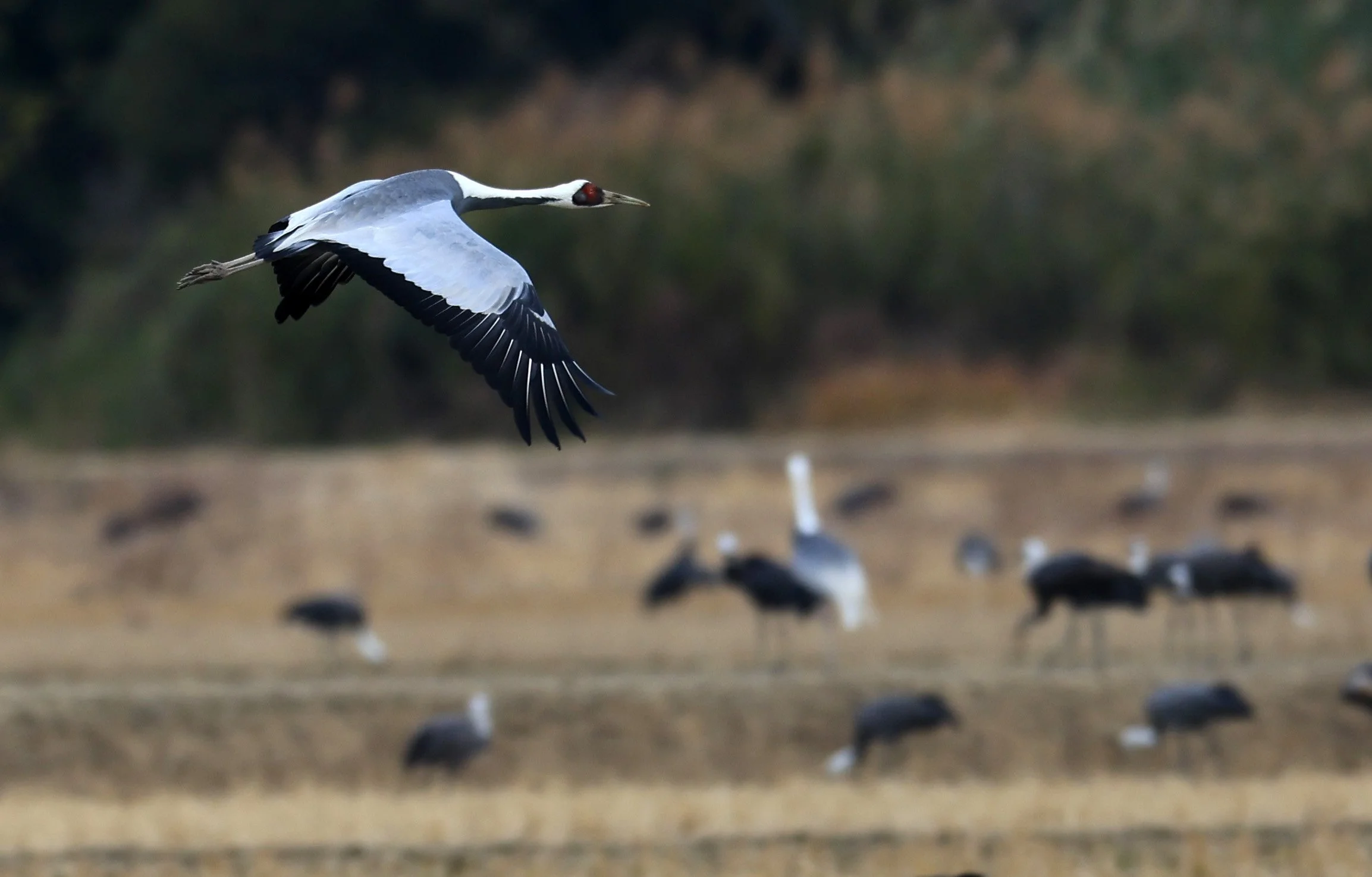 White-naped Crane (Antigone vipio) Izumi Crane Park & Center, Izumi Kagoshima Kyushu Japan (375).jpg