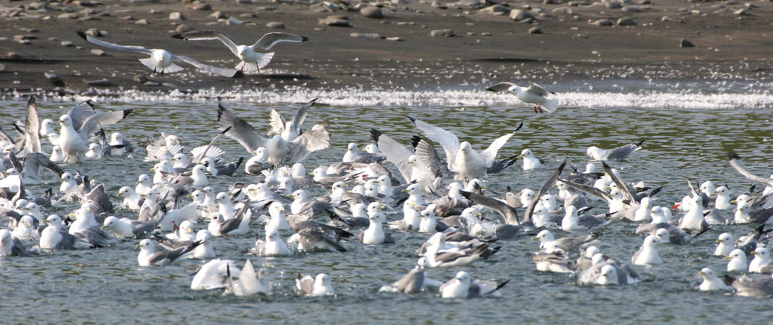 BIRD - KITTIWAKE - RED-LEGGED - COMMANDORSKY (15).jpg