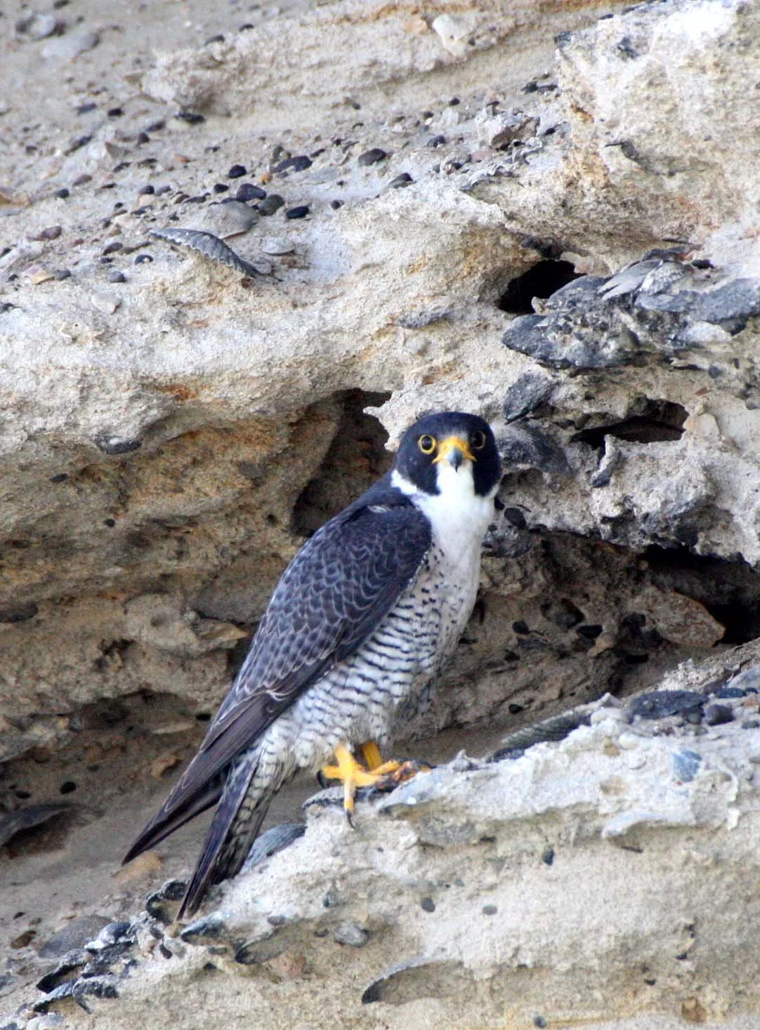 Falco peregrinus anatum - AMERICAN PEREGRINE FALCON - SAN IGNACIO LAGOON BAJA MEXICO (47).JPG