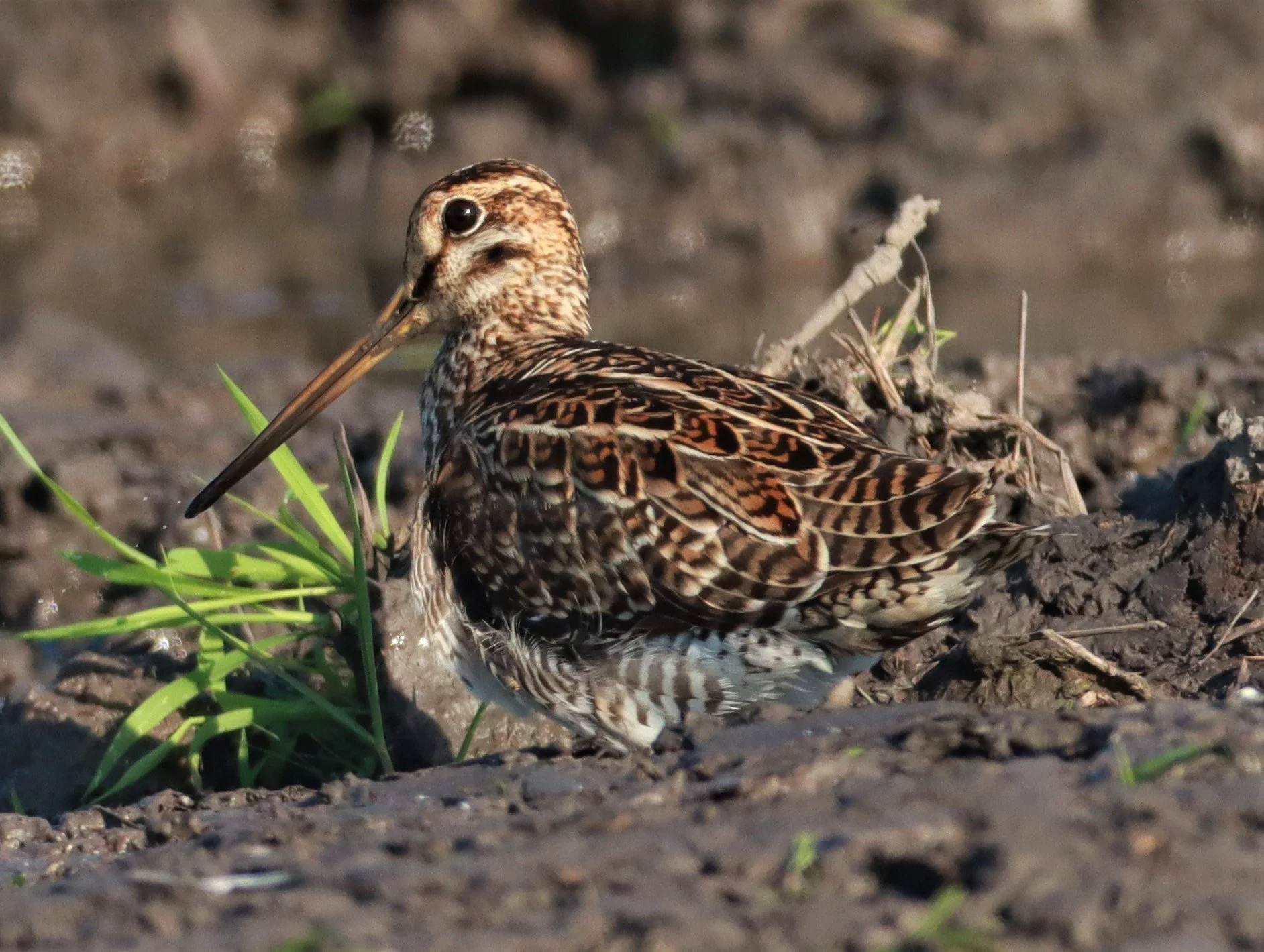 SNIPE - PINTAIL SNIPE - Gallinago stenura - PATHUM THANI RICE RESEARCH CENTER AUGUST 24 2021 (70).jpg