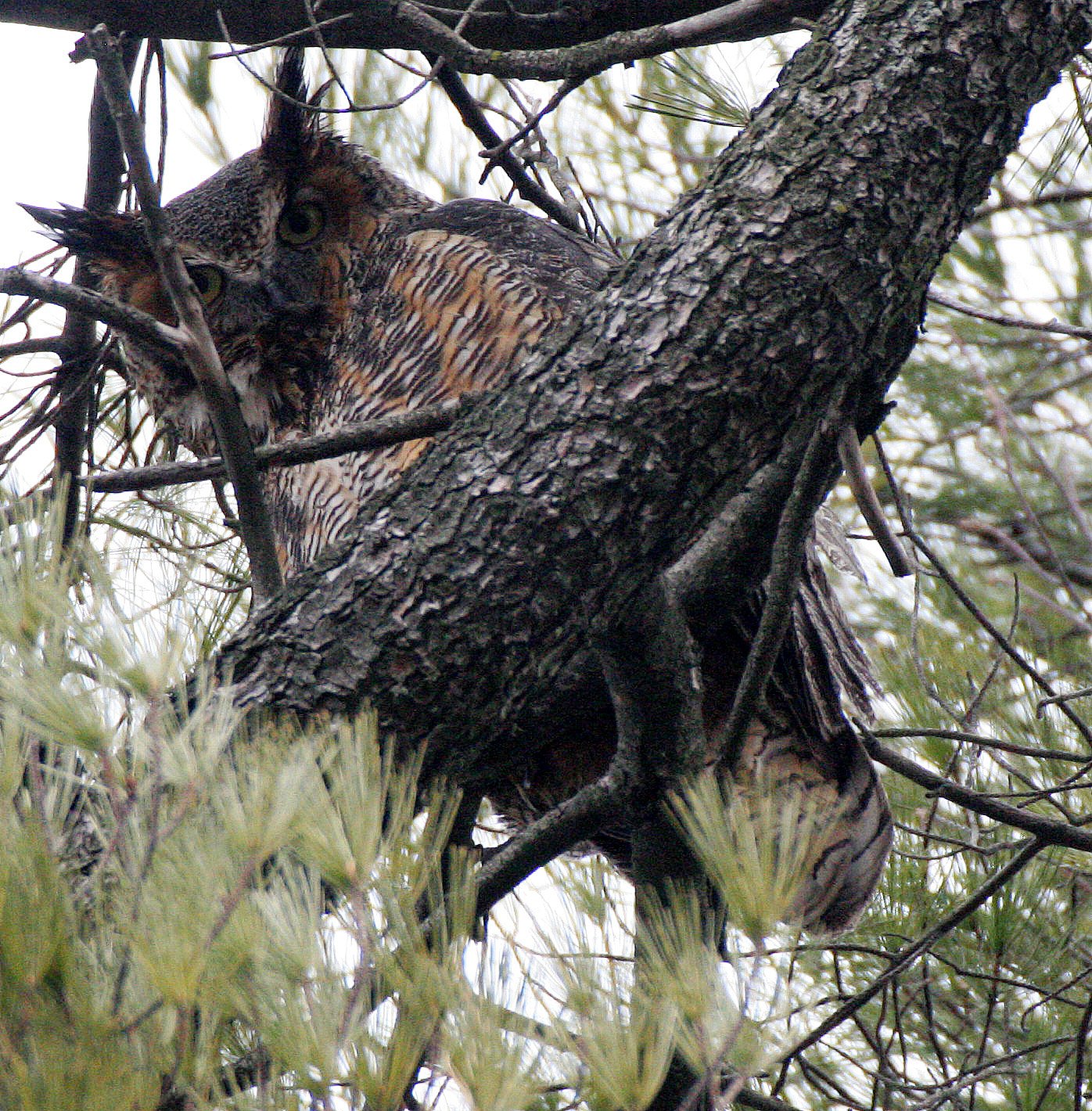 Bubo virginianus - GREAT-HORNED OWL - GENEVA COURTHOUSE ILLINOIS (26).JPG