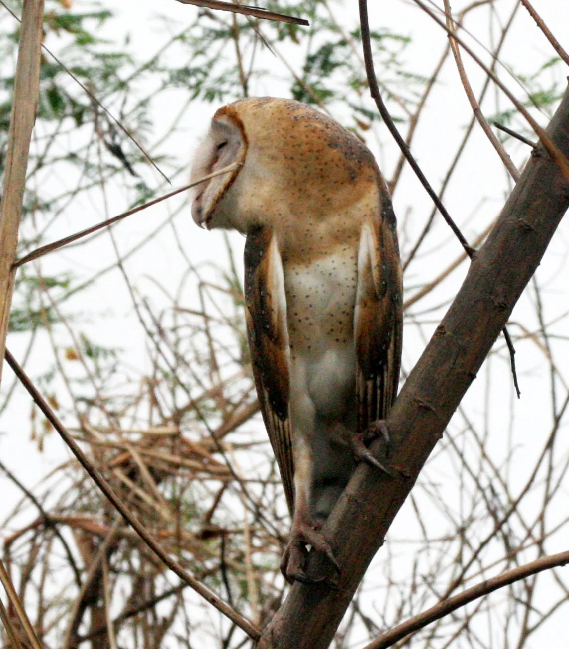 Tyto alba - BARN OWL - BUENG BORAPHET THAILAND (19).JPG