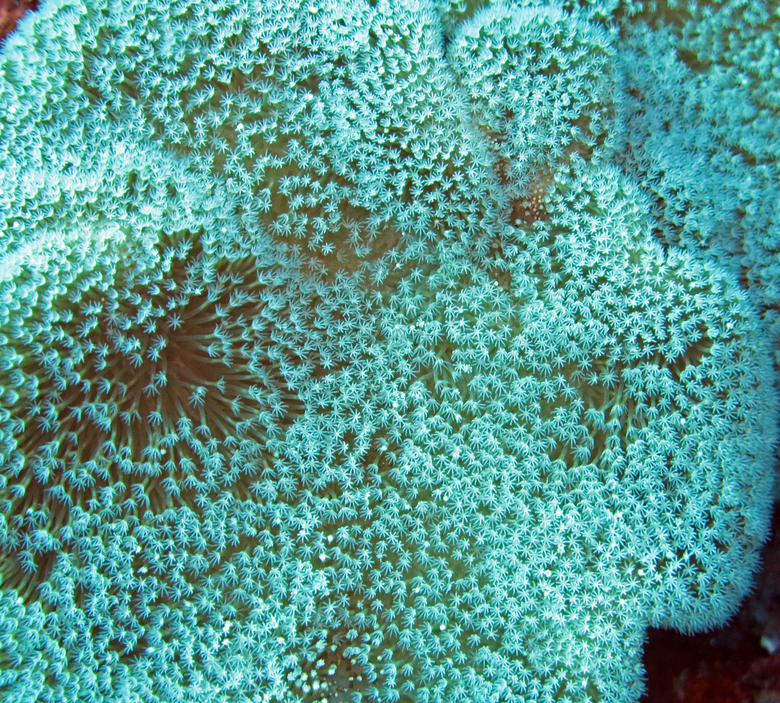 2014 Similan Islands Marine Park Thailand ISB Dive Trip (38).JPG