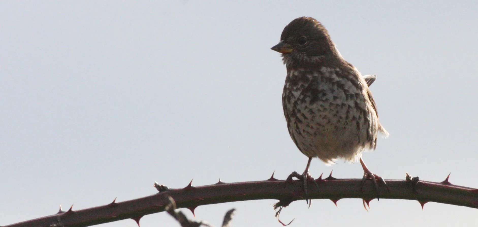Fox Sparrow (Passerella iliaca) Jamestown Washington Olympic Peninsula (24).JPG