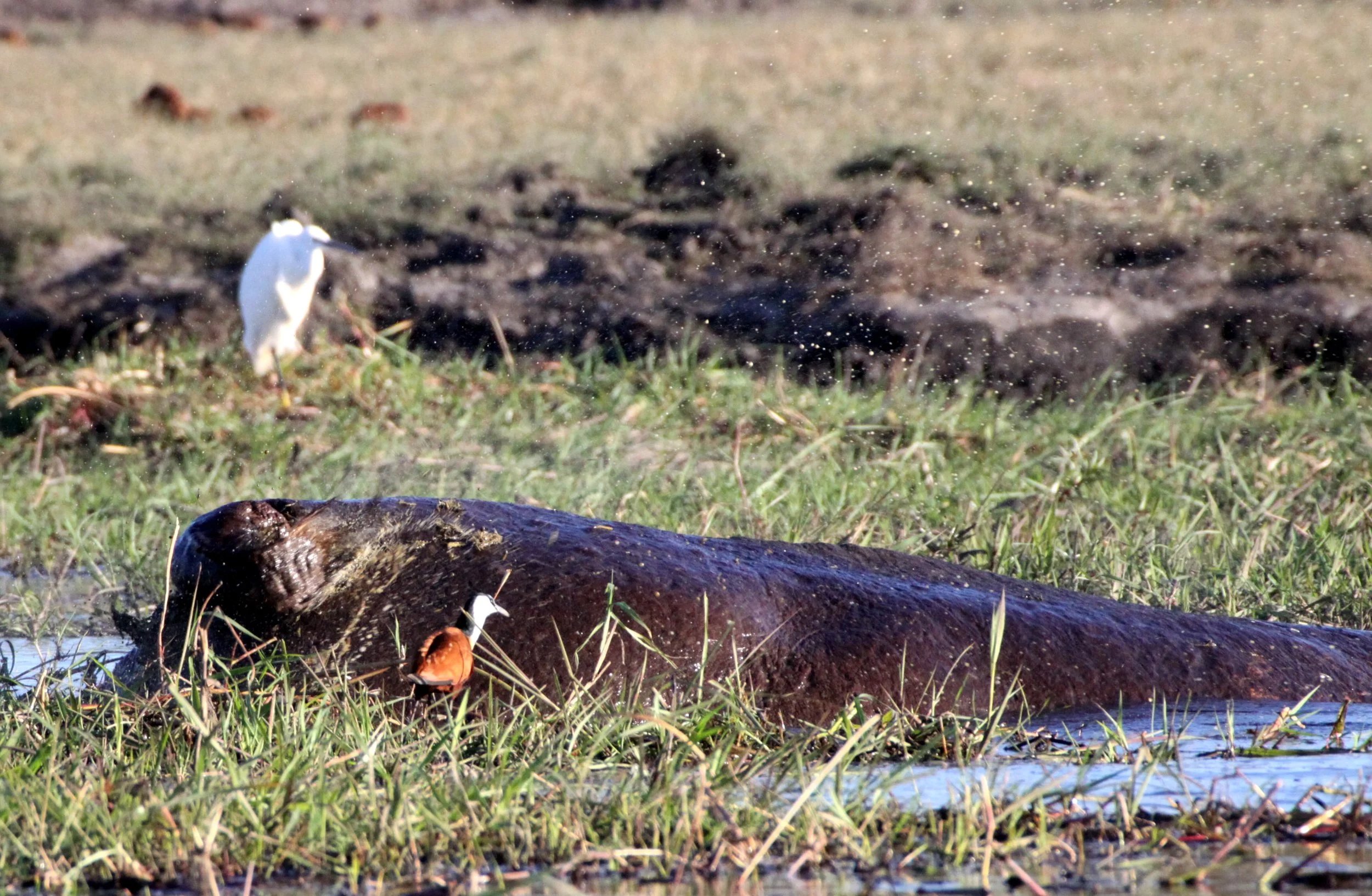 Hippopotamus amphibius constrictus - ANGOLAN HIPPOPOTAMUS - WITH LITTLE EGRET - CHOBE NATIONAL PARK BOTSWANA (10).JPG