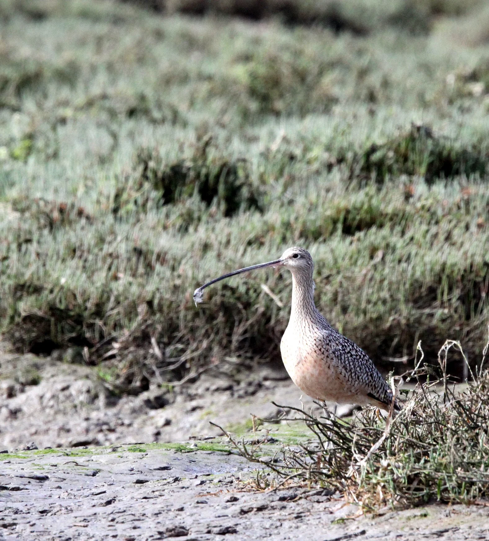 BIRD - CURLEW - LONG-BILLED CURLEW - ELK HORN SLOUGH RESERVE CALIFORNIA (8).JPG