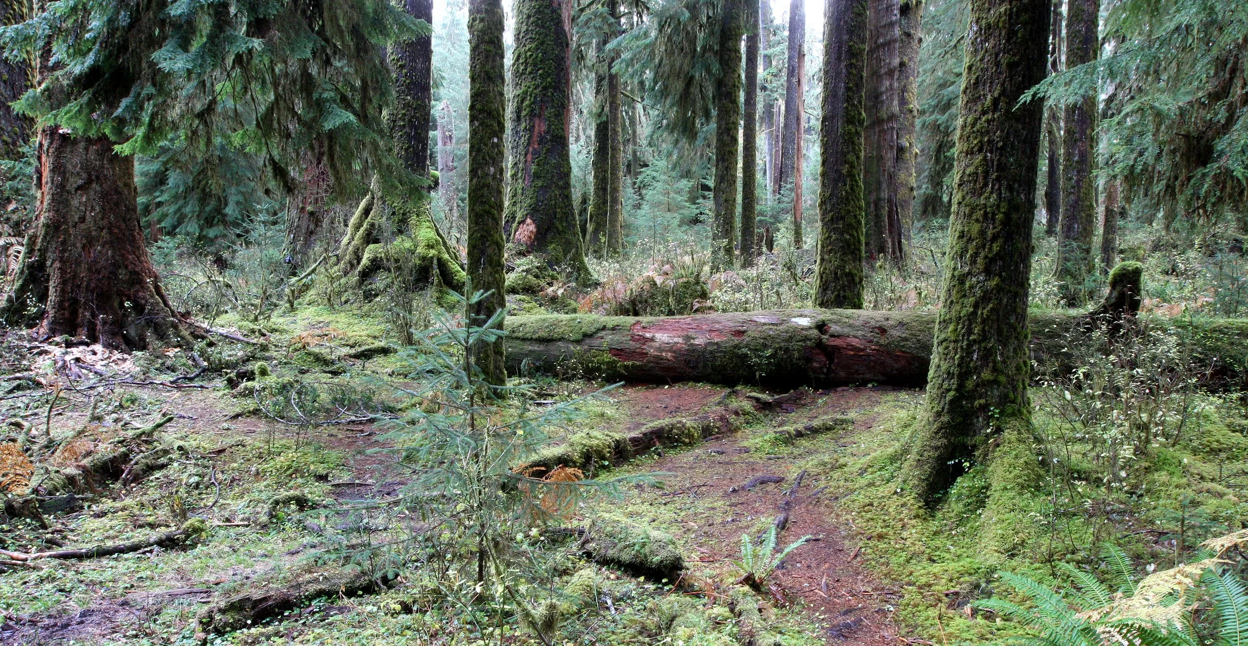 HOH RAINFOREST WA (12).JPG