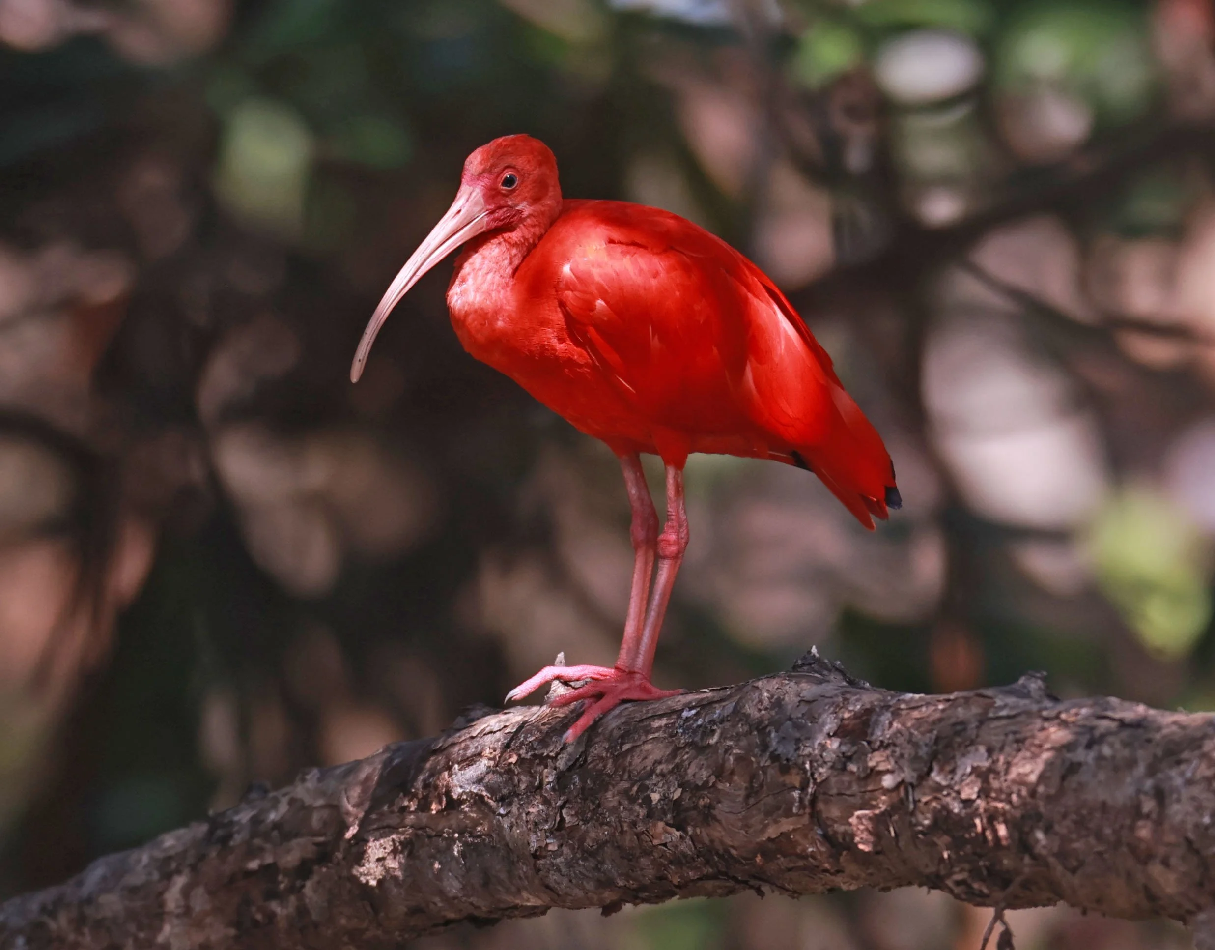 Ibis - Scarlet Ibis - Eudocimus ruber - 29 Songkaow Cafe, Chachoengsao Thailand (218).jpg