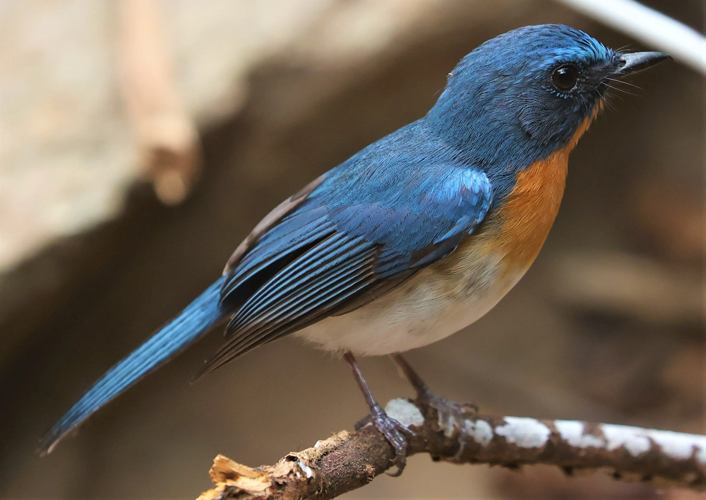 FLYCATCHER - INDOCHINESE BLUE-FLYCATCHER - Cyornis sumatrensis - SRI SATCHANALAI NP MANAO WATERHOLE MAY 1 2022 (24).jpg