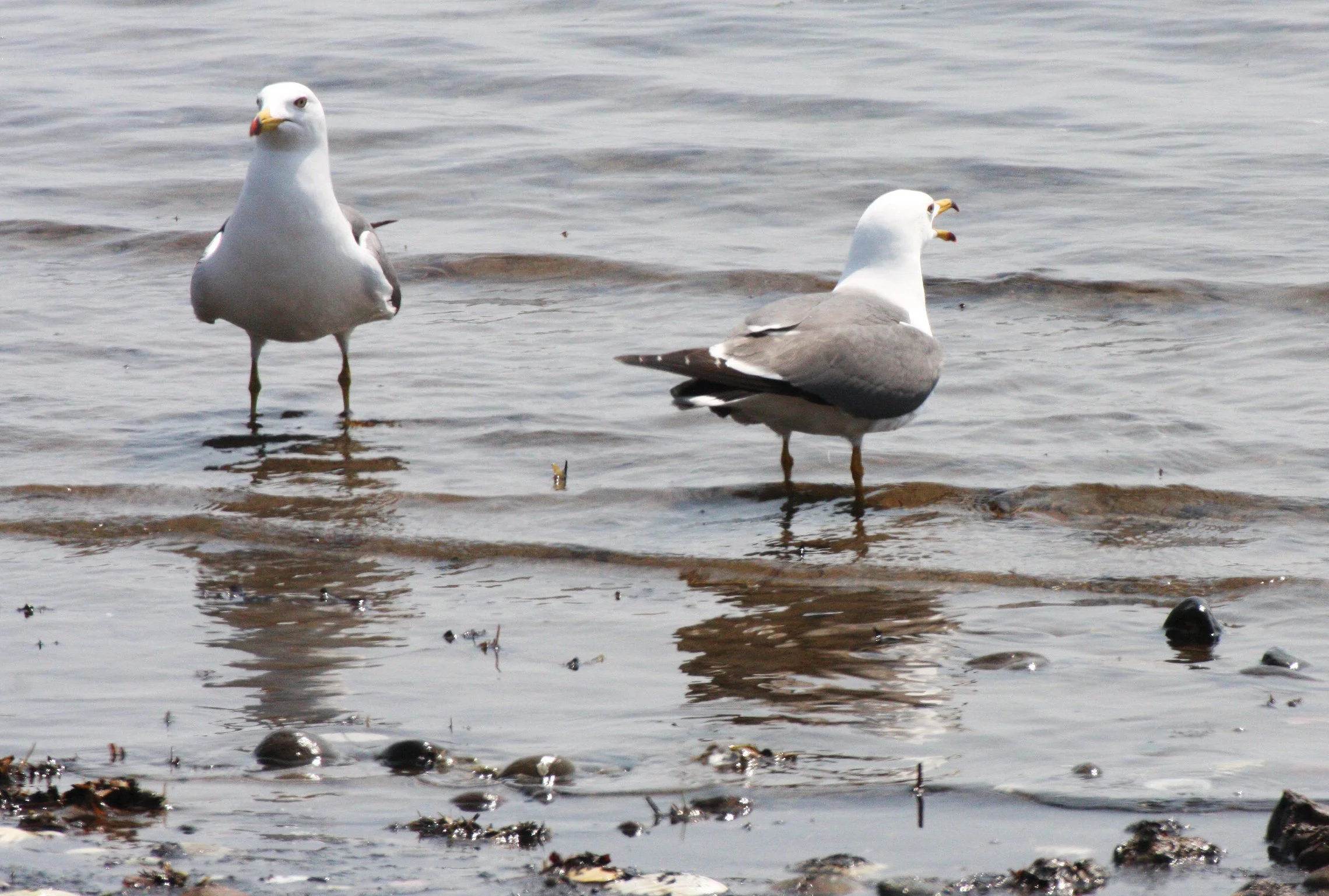 BIRD - GULL - BLACK-BACKED GULL - LARUS CRASSIROSTRIS - MUTSU HARBOR JAPAN (11).JPG