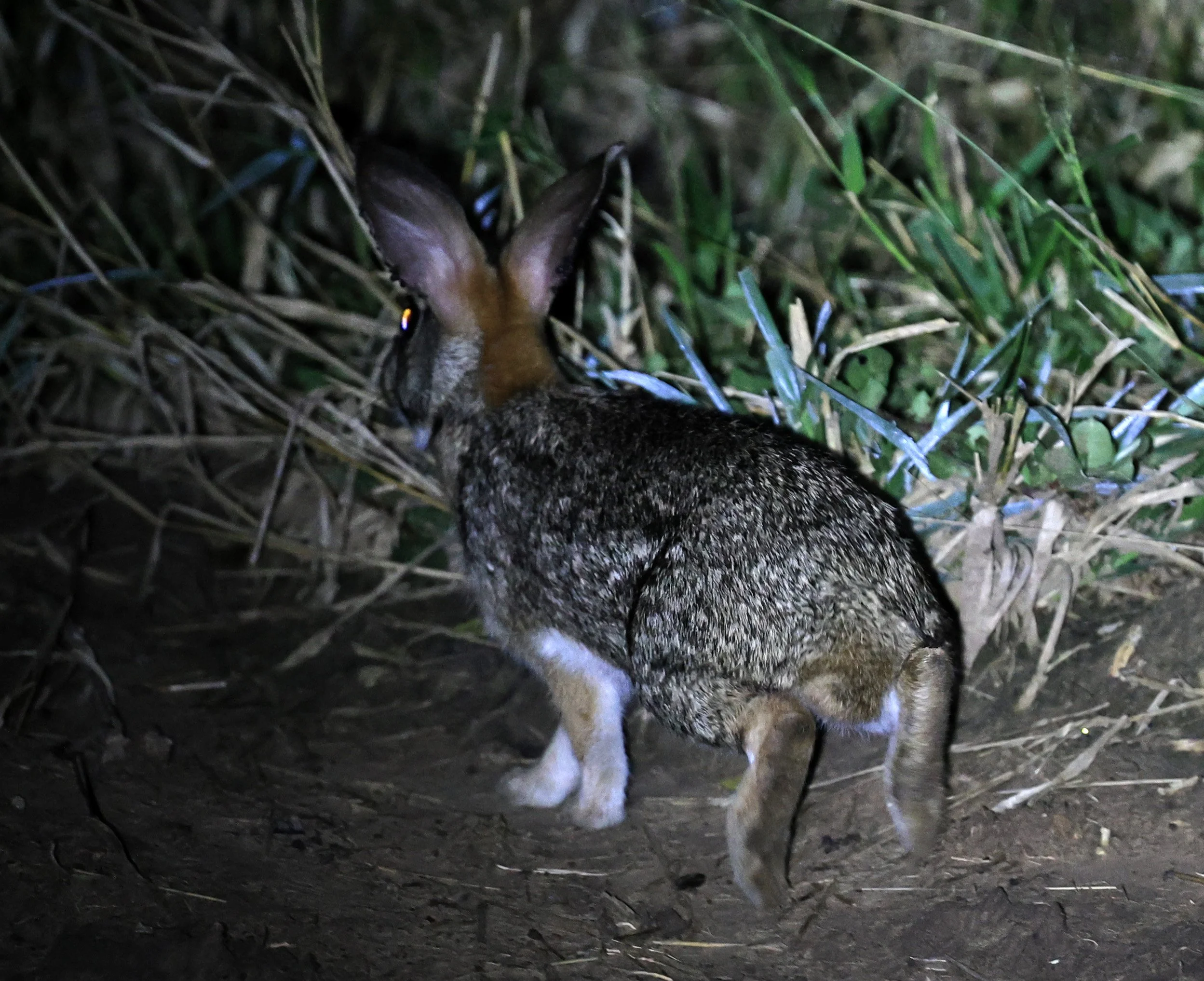 Tapeti (Sylvilagus brasiliensis) Chaco Lodge & Laguna Salada Paraguay (4).jpg