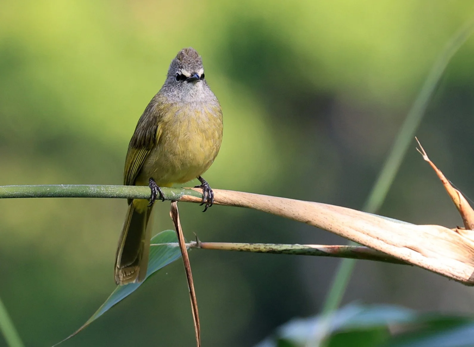 Flavescent Bulbul (Pycnonotus flavescens) Kaeng Krachan National Park ESS Expedition 2026 (8).jpg
