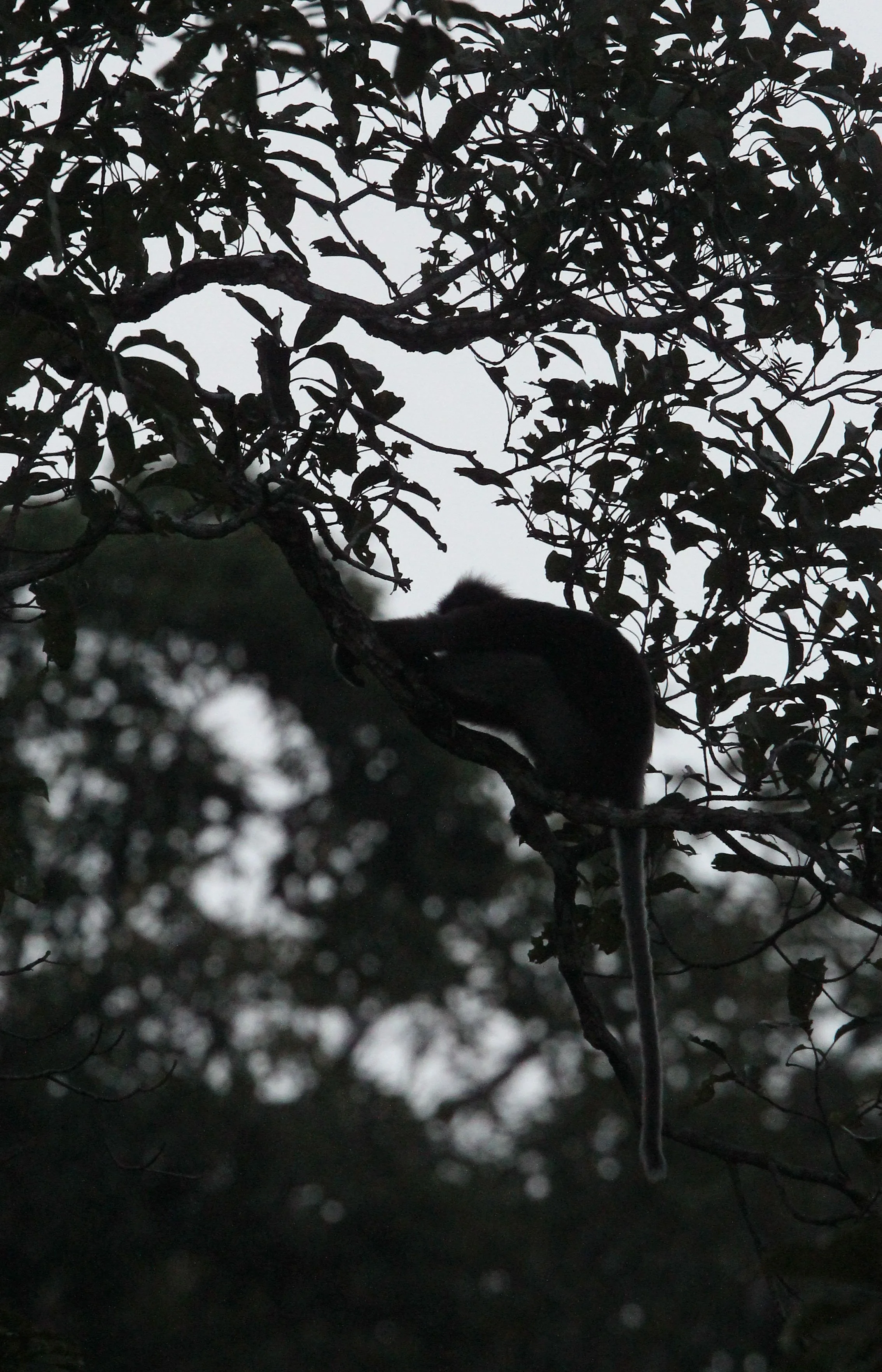 CERCOPITHECIDAE - Trachypithecus obscurus flavicauda - BLOND-TAILED (DUSKY) LANGUR - KAENG KRACHAN NP THAILAND (8).JPG