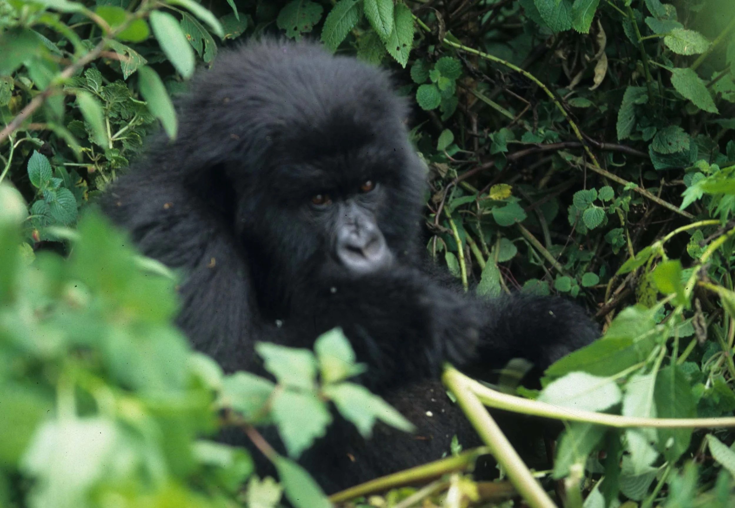 PRIMATE - GORILLA-RWANDA PARC DU VULCANS (32).jpg