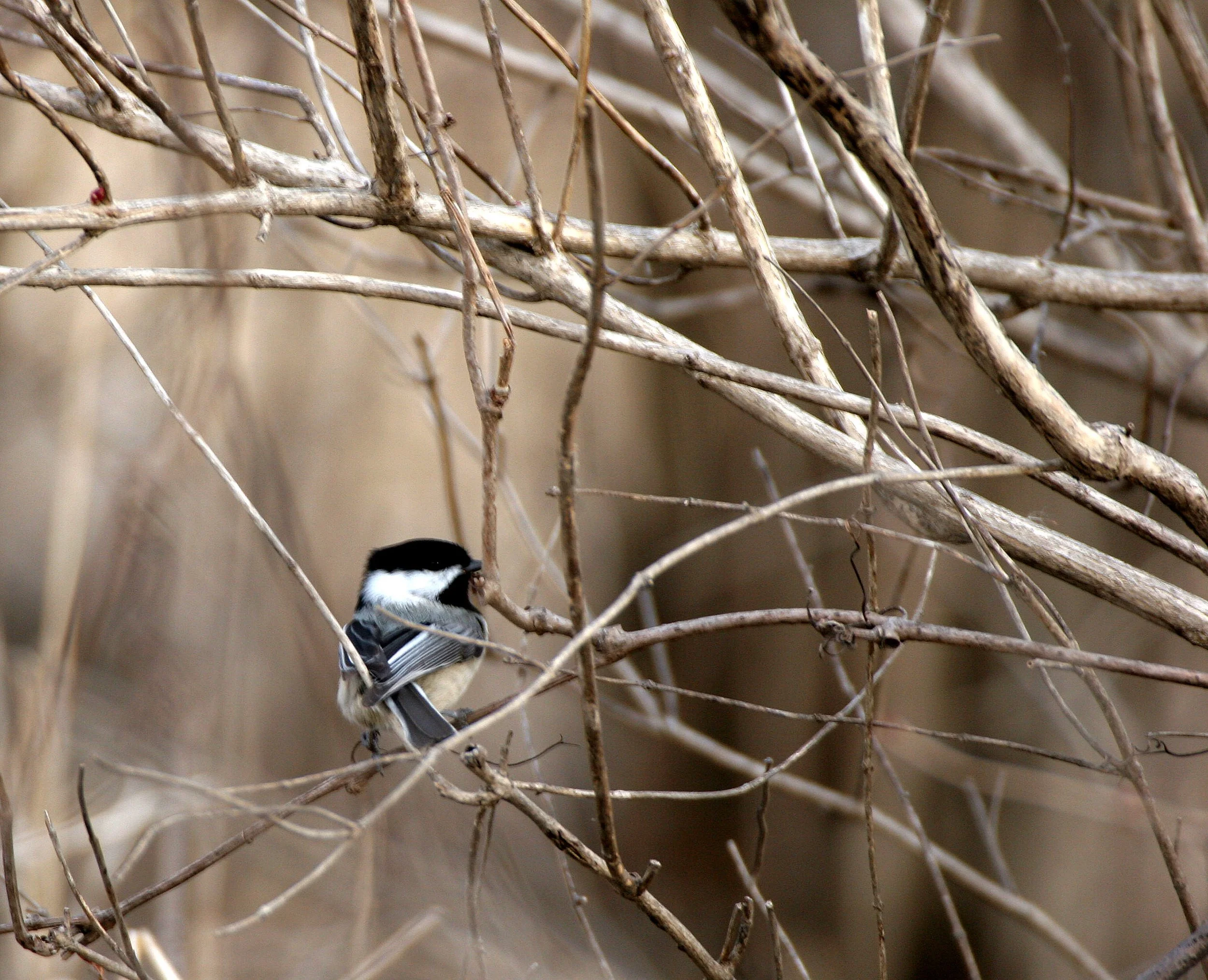Black-capped chickadee (Poecile atricapillus) Lincoln Marsh, Wheaton Illinois (2).JPG