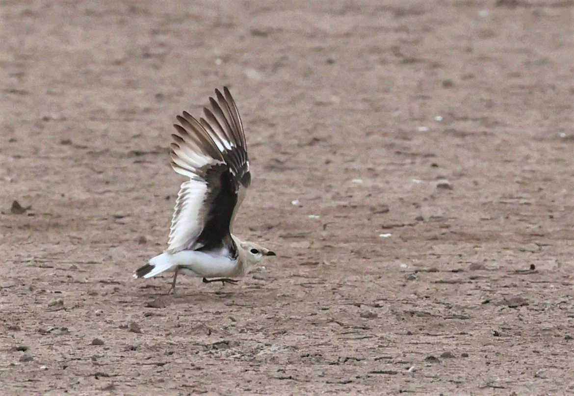 PRATINCOLE - SMALL PRATINCOLE - Glareola lactea - BANG KHAEM NAKHON PATHOM JUNE 3 2022 (21).jpg