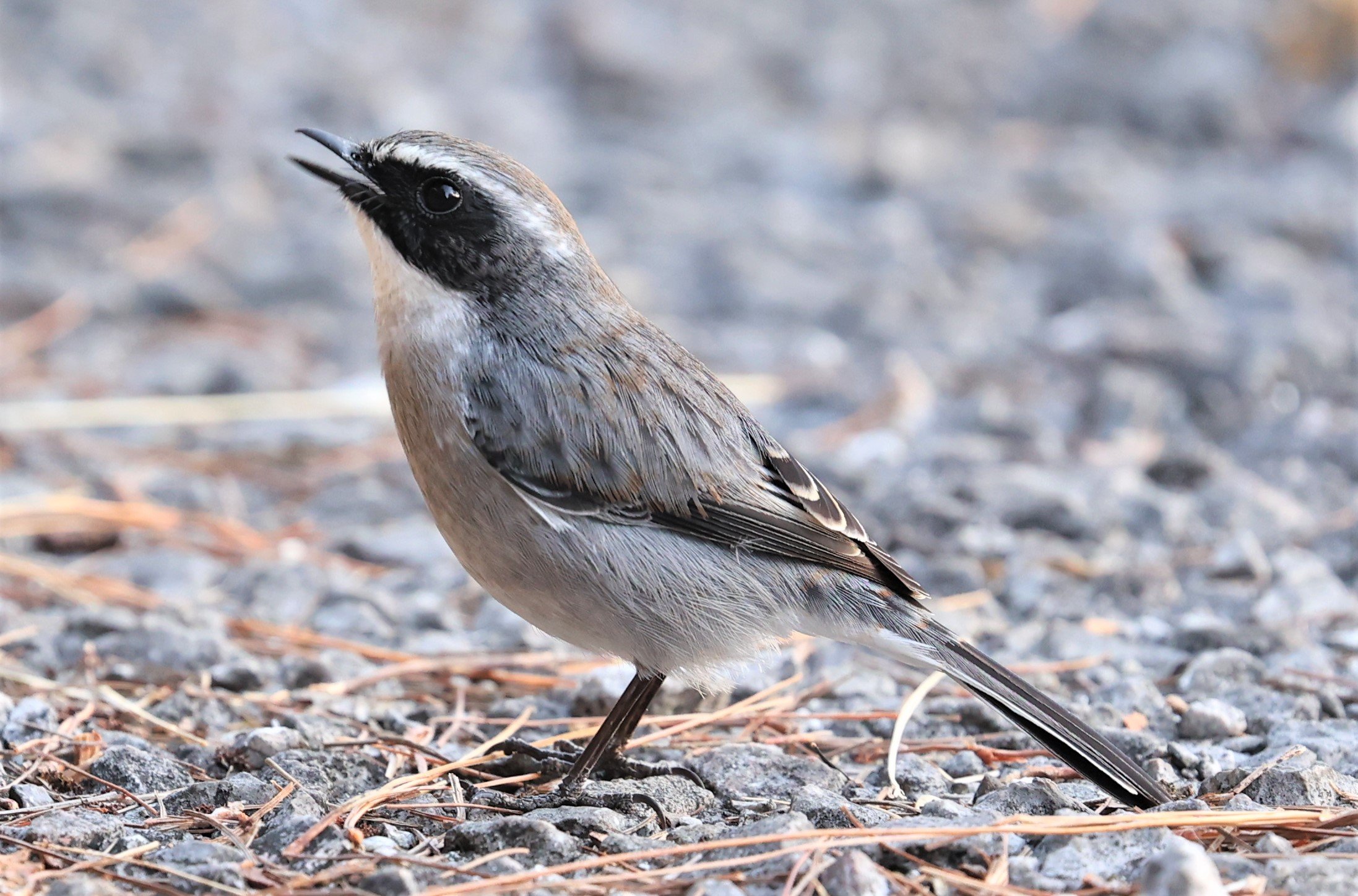 BUSH CHAT - GREY BUSH CHAT - Saxicola ferreus - DOI LANG WEST, DOI PHA HOM POK NP, CHIANG MAI DEC 2021 (11).jpg