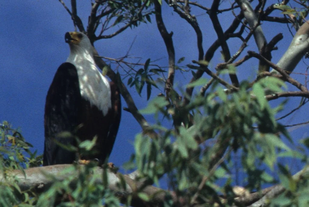 Haliaeetus vocifer - AFRICAN FISH EAGLE - KENYA scanned slides (13).jpg