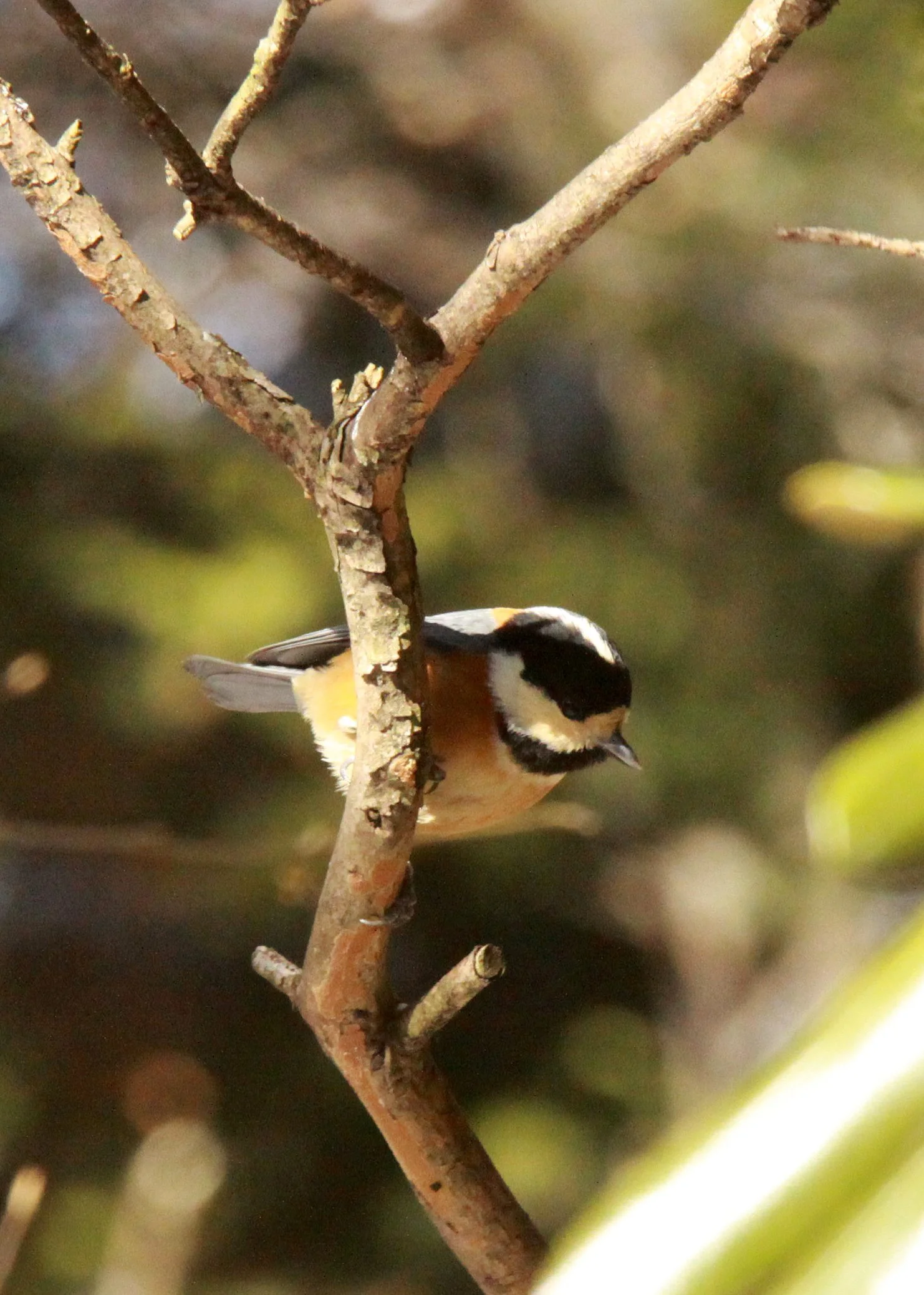 Varied Tit (Sittiparus varia) Shiobutsu Onsen, Karuizawa Japan (1).JPG