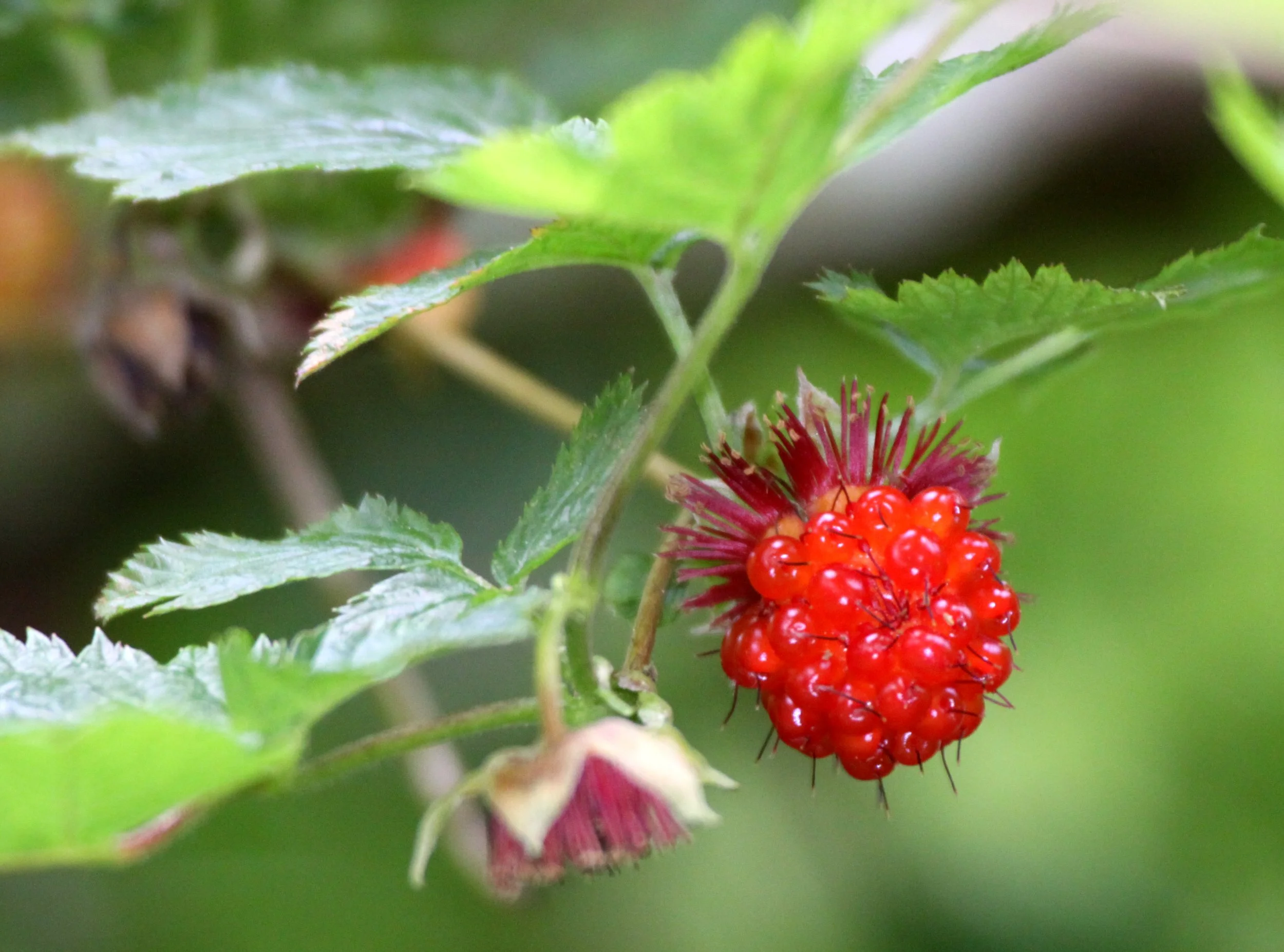 ROSACEAE - SALMON BERRY - THOMPSON SOUND BC.JPG