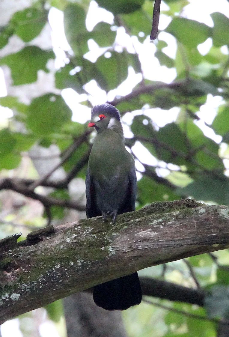 White-cheeked Turaco (Menelikornis leucotis) Langano Lake Ethiopia (12).JPG