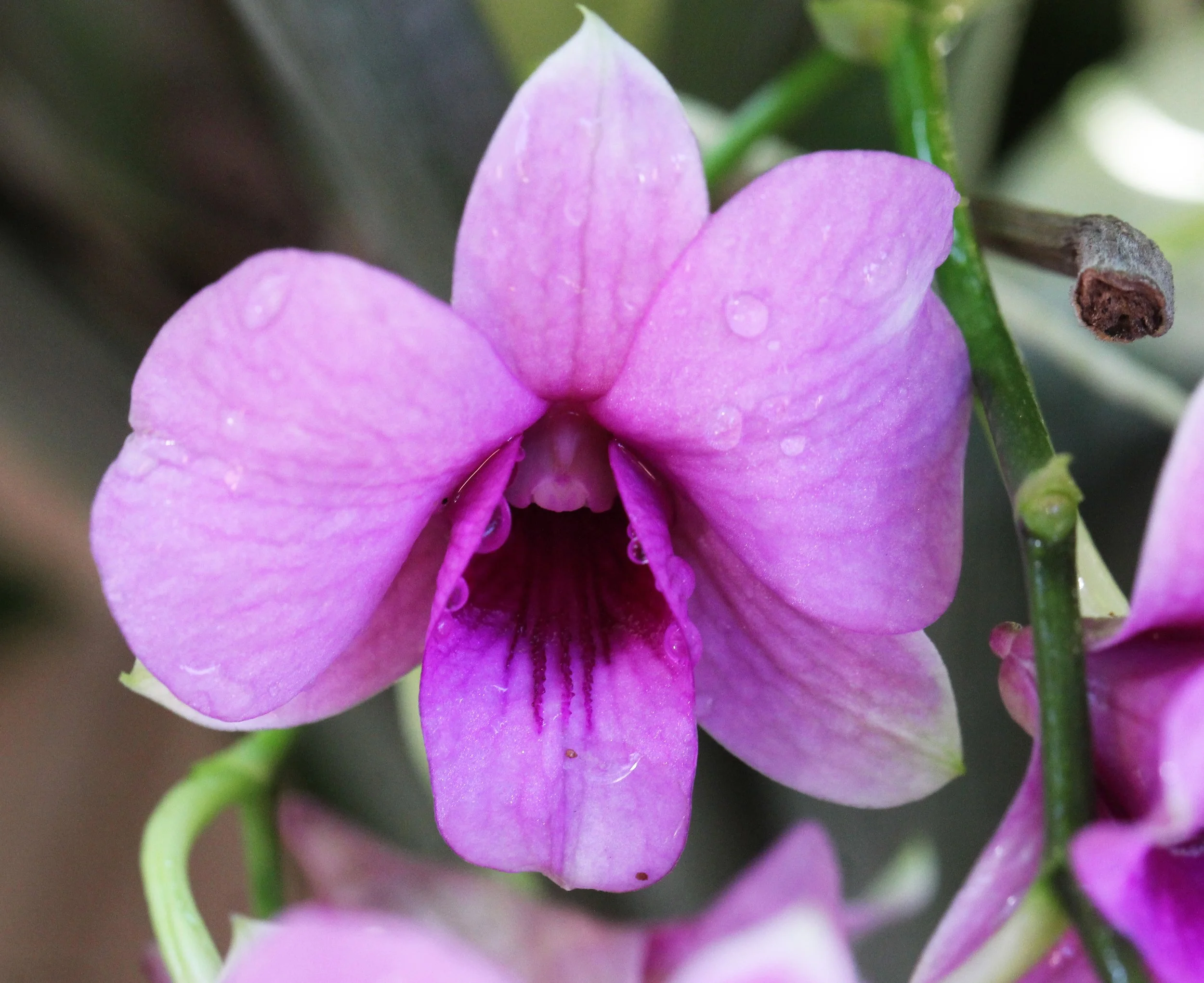 2015 Bangkok Sunset, Orchids and Misc (6).JPG