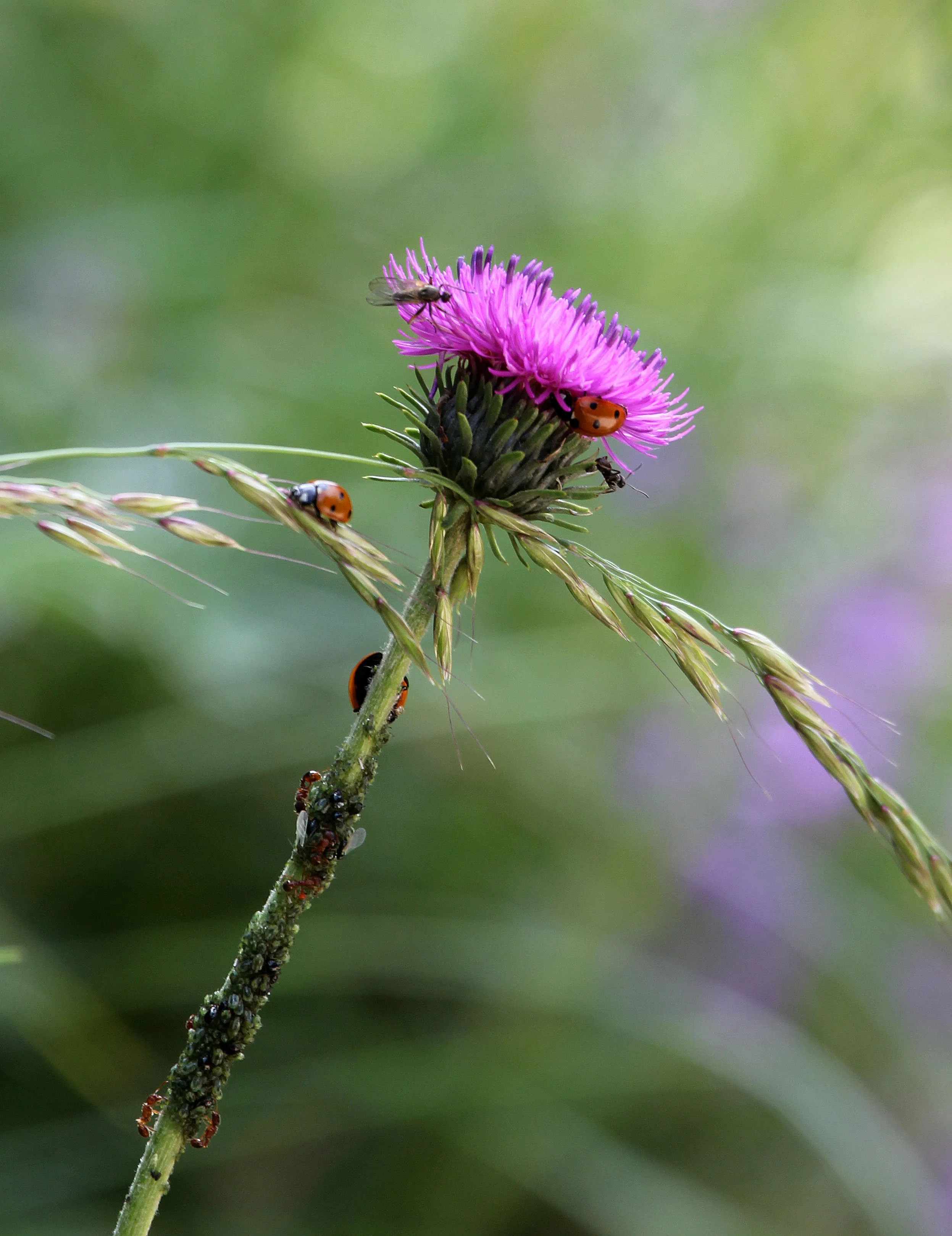 VERCORS NATIONAL PARK FRANCE (55).JPG
