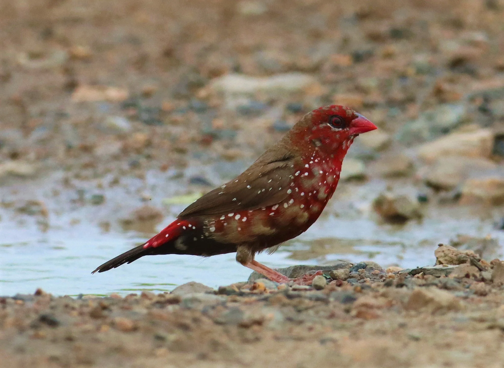 RED AVADAVAT - Amandava amandava - THAP YAO RICE FIELDS LAT KRABANG (88).jpg