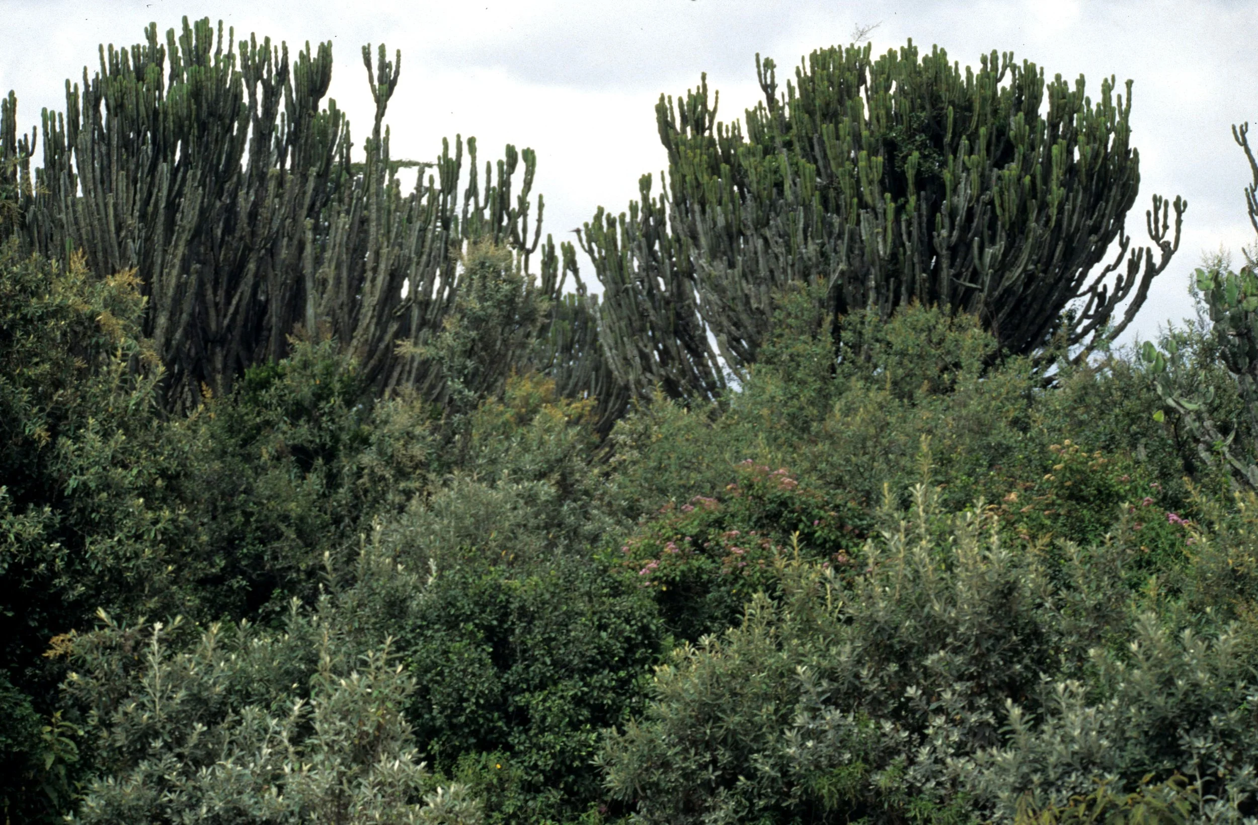 UGANDA - EUPHORB SCRUB FOREST B.jpg
