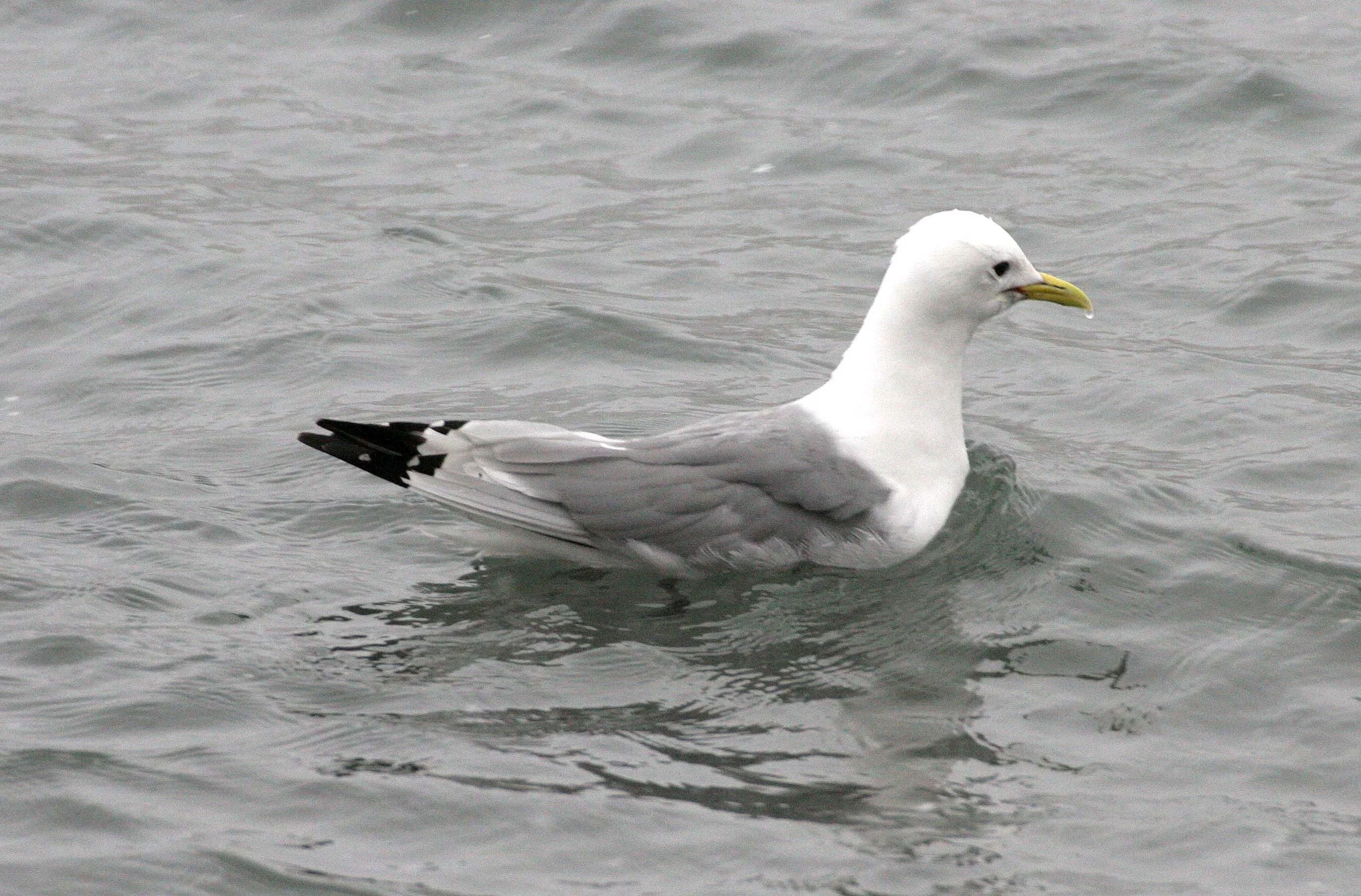 Black-legged Kittiwake