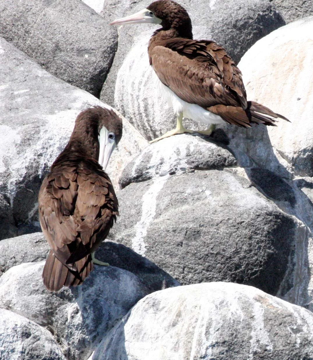 Brown Booby (Sula leucogaster) Santa Catalina Island Baja Mexico (20).JPG