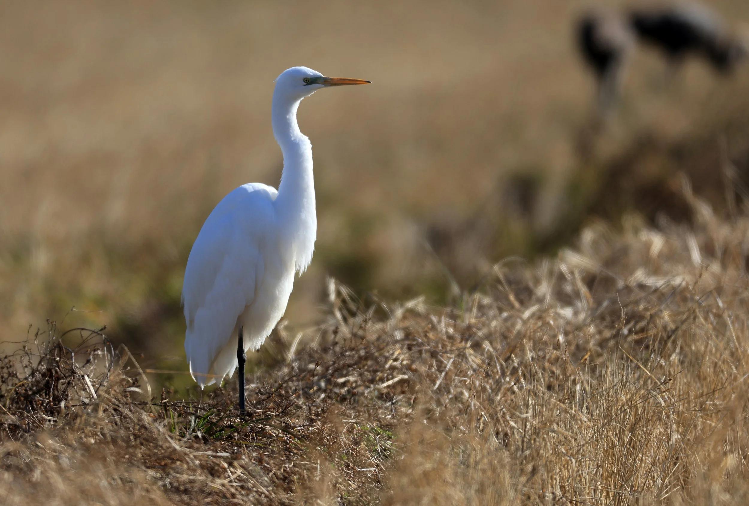 Eastern Great Egret (Subspecies Ardea alba modesta) Izumi Crane Center and Fields Izumi Kagoshima Japan (110).jpg