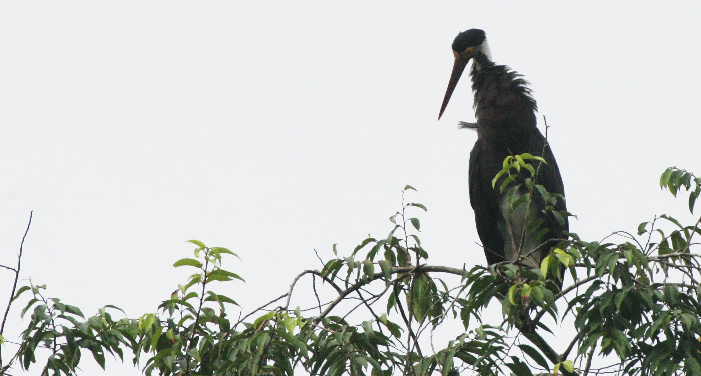 STORK - STORM'S STORK - Ciconia stormi - KINABATANGAN RIVER BORNEO (16).JPG