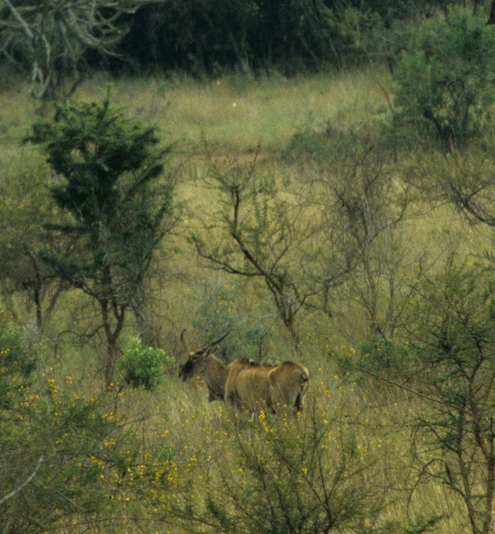 BOVID - ELAND - GREATER - UGANDA QE (2).jpg