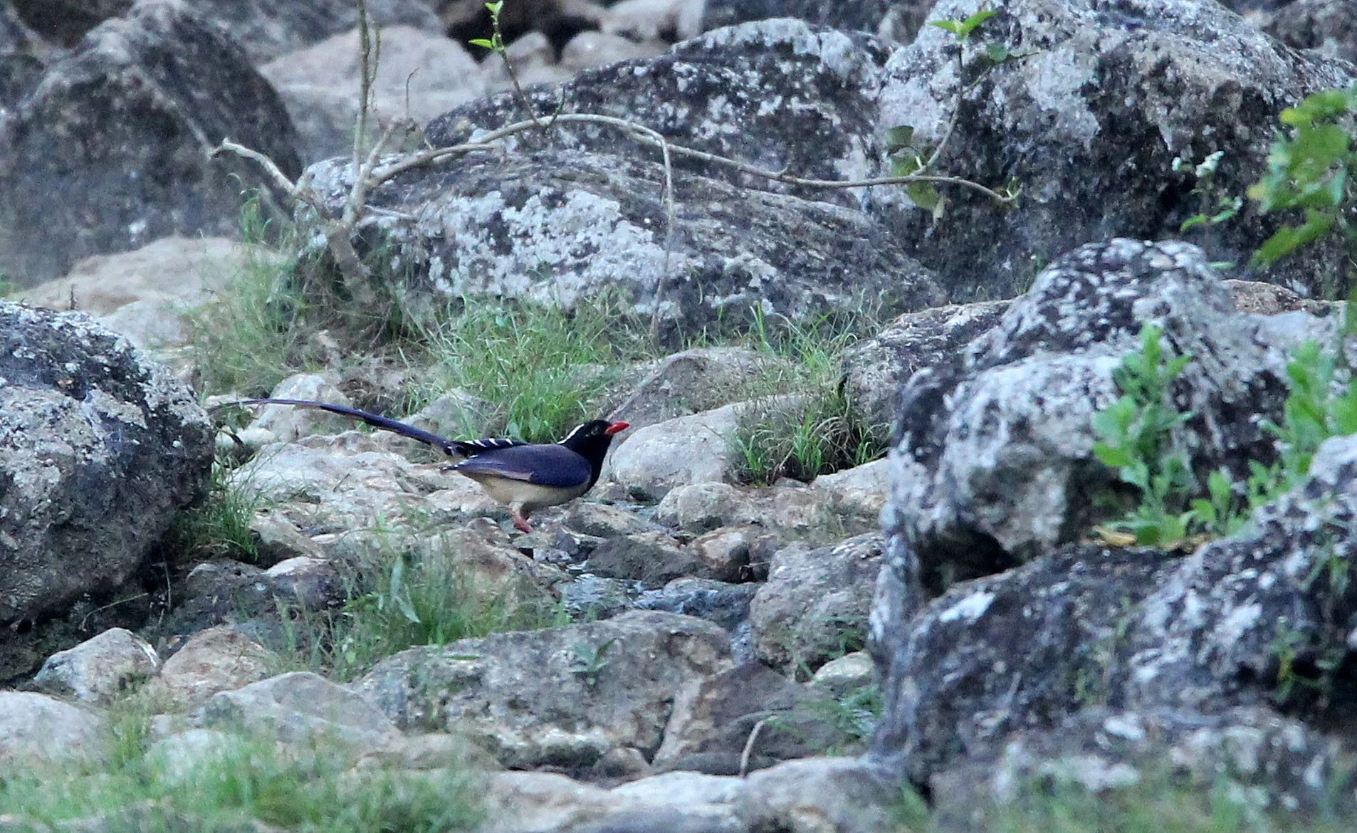 BIRD - MAGPIE - BLUE MAGPIE - HUAI KHA KHAENG NATURE RESERVE - KAPOK KAPIEN STATION & MINERAL LICK - THAILAND (1).JPG