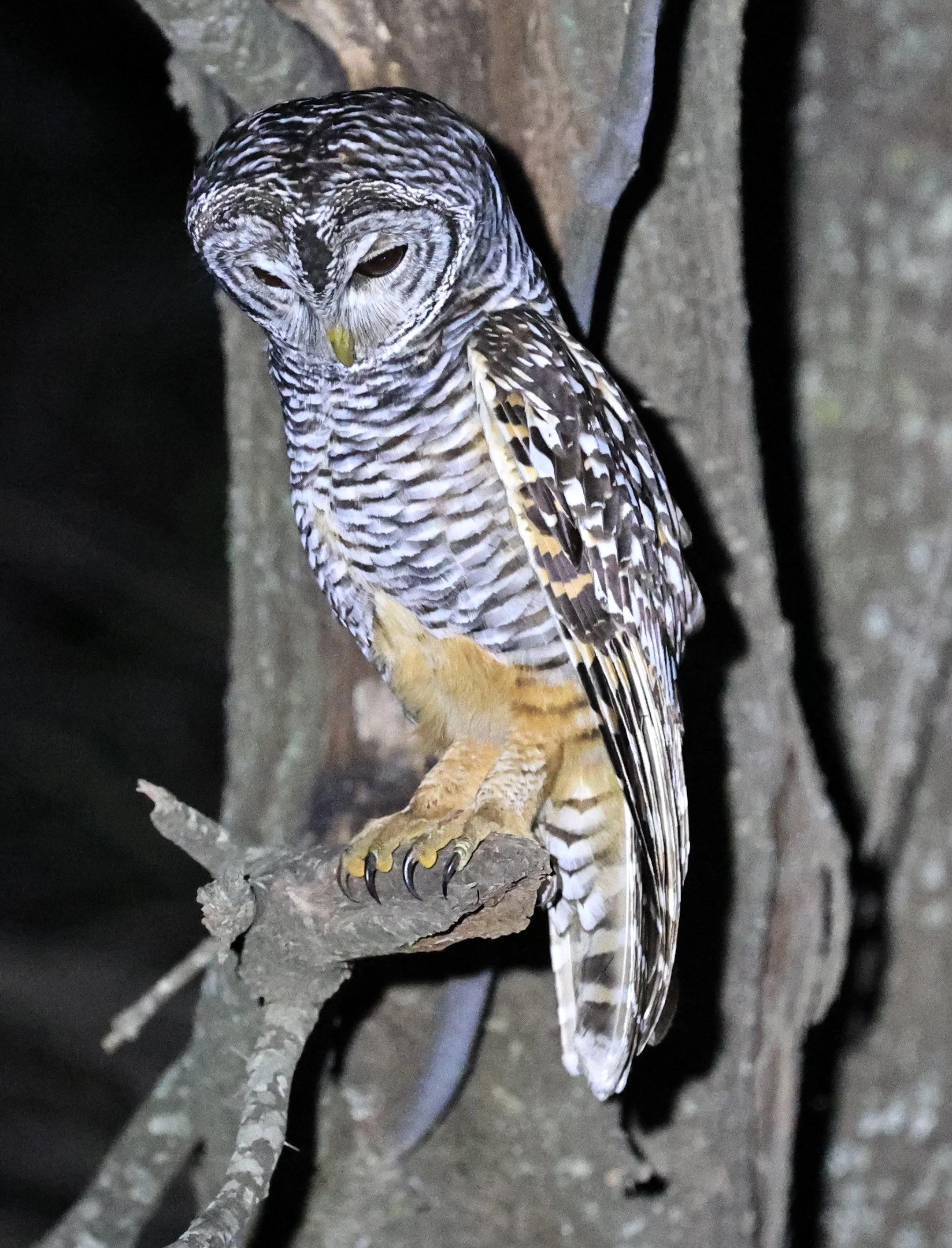 Chaco Owl (Strix chacoensis) Estancia Campo'í Paraguay (66).jpg