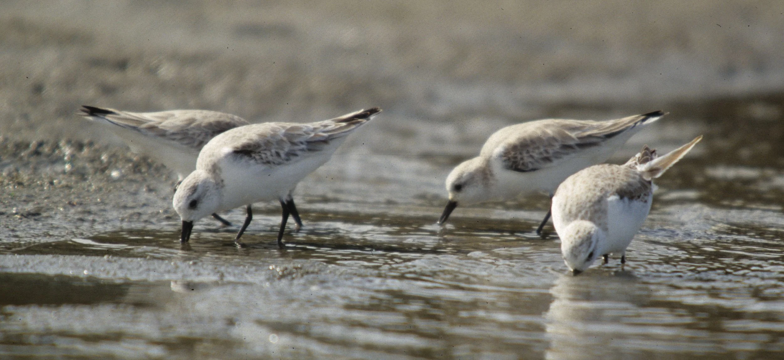 BIRD - SANDERLING - BODEGA BAY A.jpg