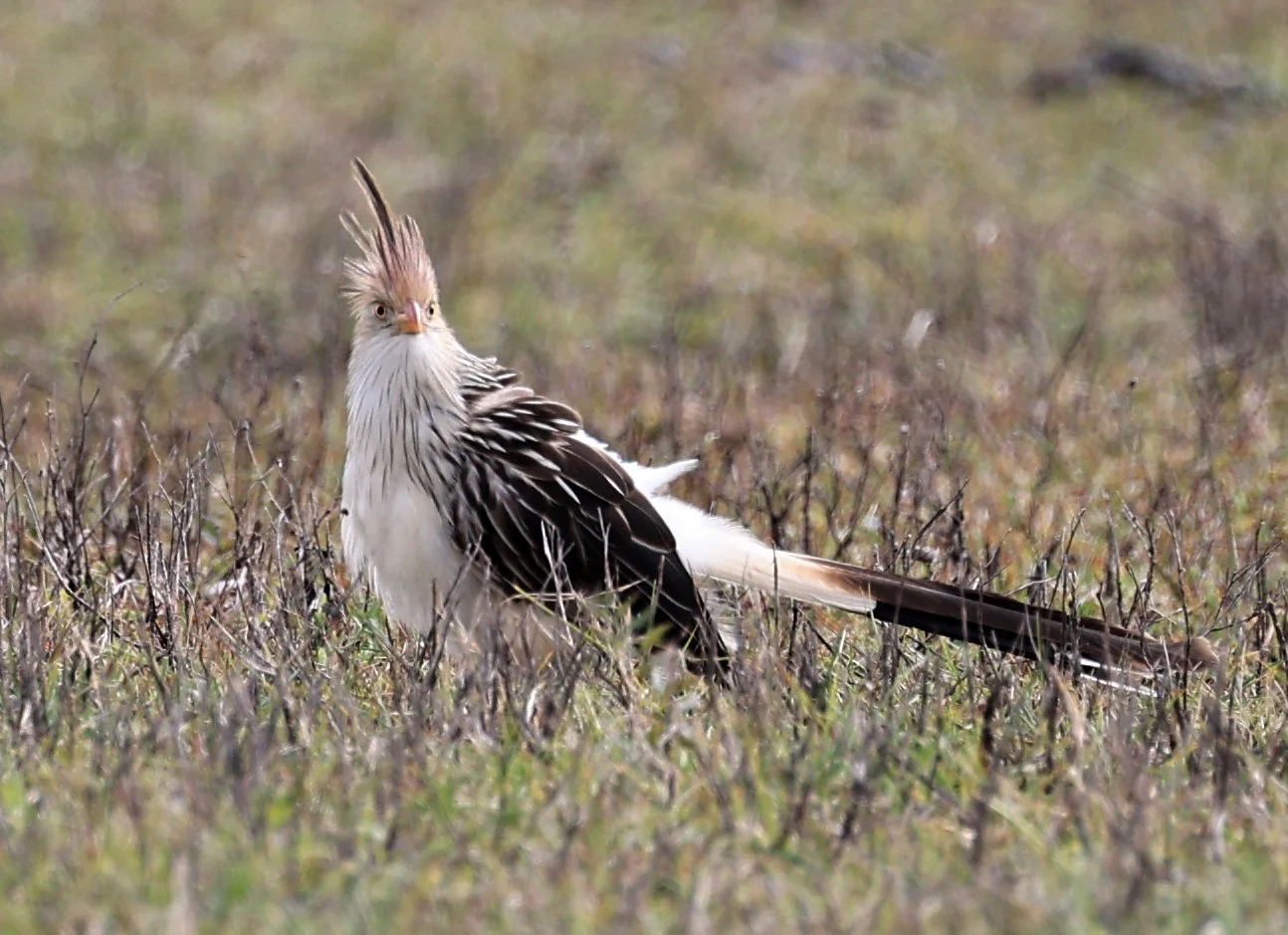 Guira Cuckoo (Guira guira) El Palmar National Park, Entre Rios, Argentina (1).jpg