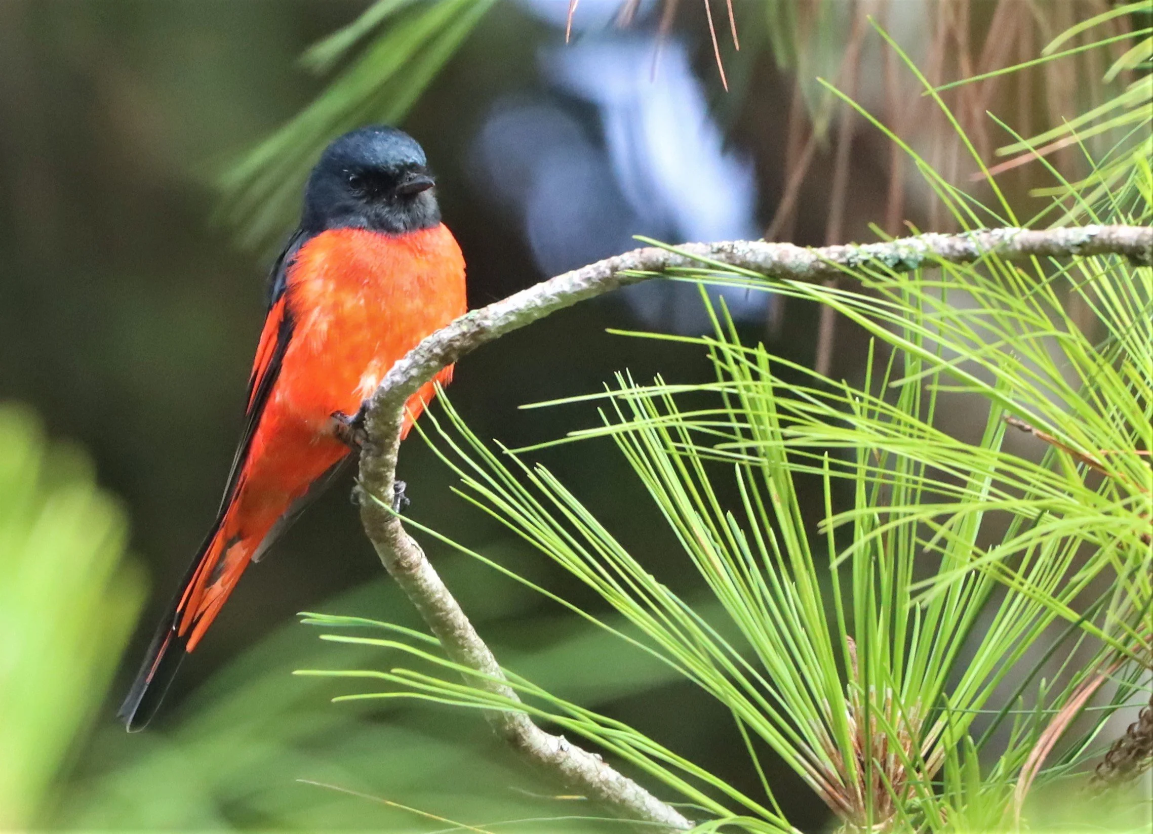 Short-billed Minivet (Pericrocotus brevirostris) Doi Ang Kang Chiang Mai (3).jpg