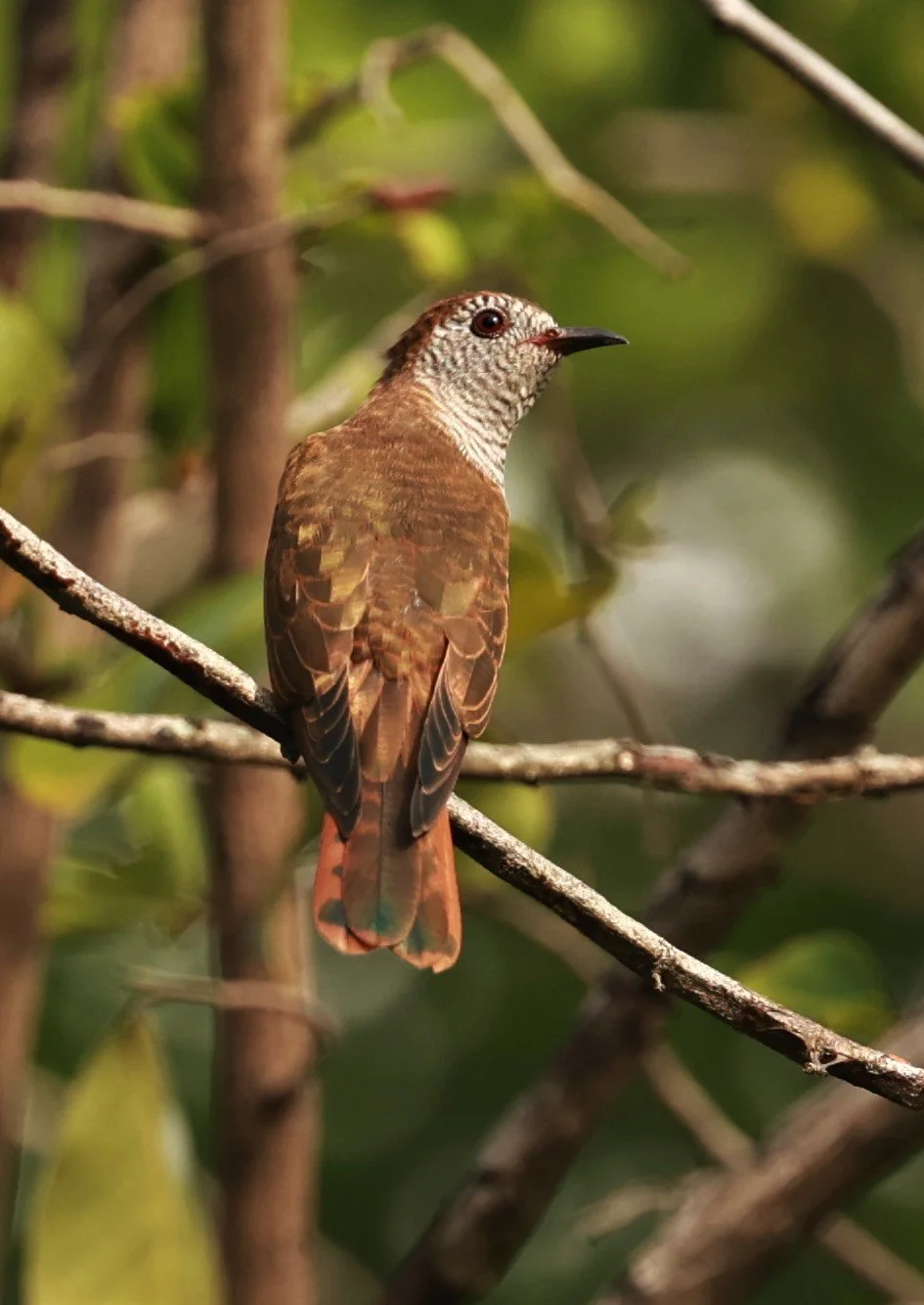 Violet Cuckoo (Chrysococcyx xanthorhynchus) Rama IX Park Bangkok (77).jpg