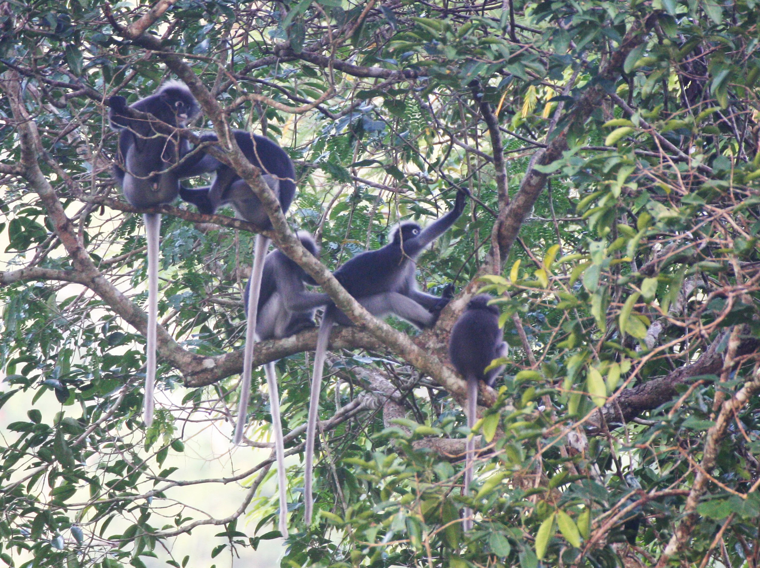 CERCOPITHECIDAE - Trachypithecus obscurus flavicauda - BLOND-TAILED (DUSKY) LANGUR - KAENG KRACHAN NAT'L PARK (34).JPG