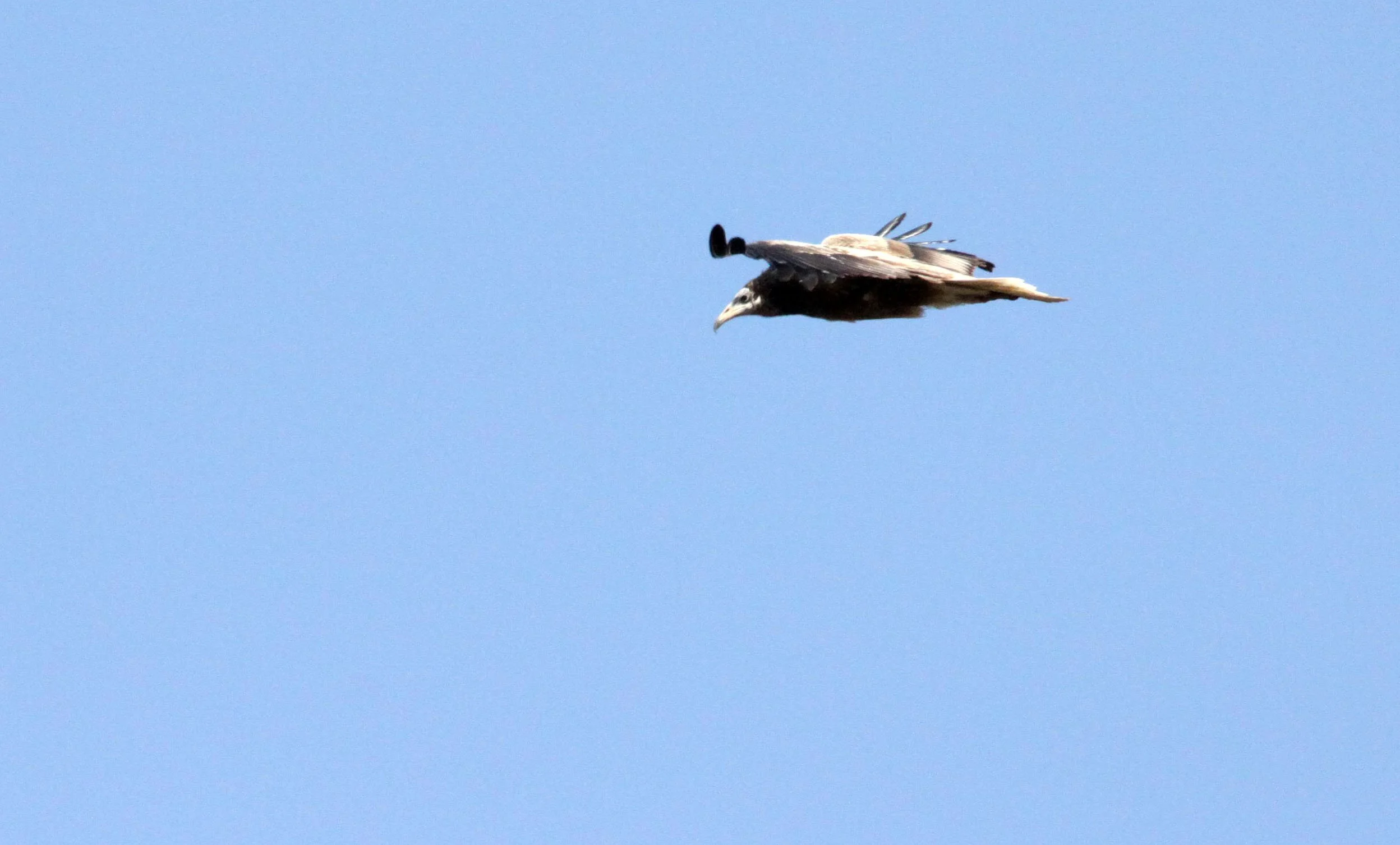 Gyps fulvus - GRIFFON (EUROPEAN GRIFFON) VULTURE - NEAR AHMEDABAD GUJARAT INDIA (9).JPG