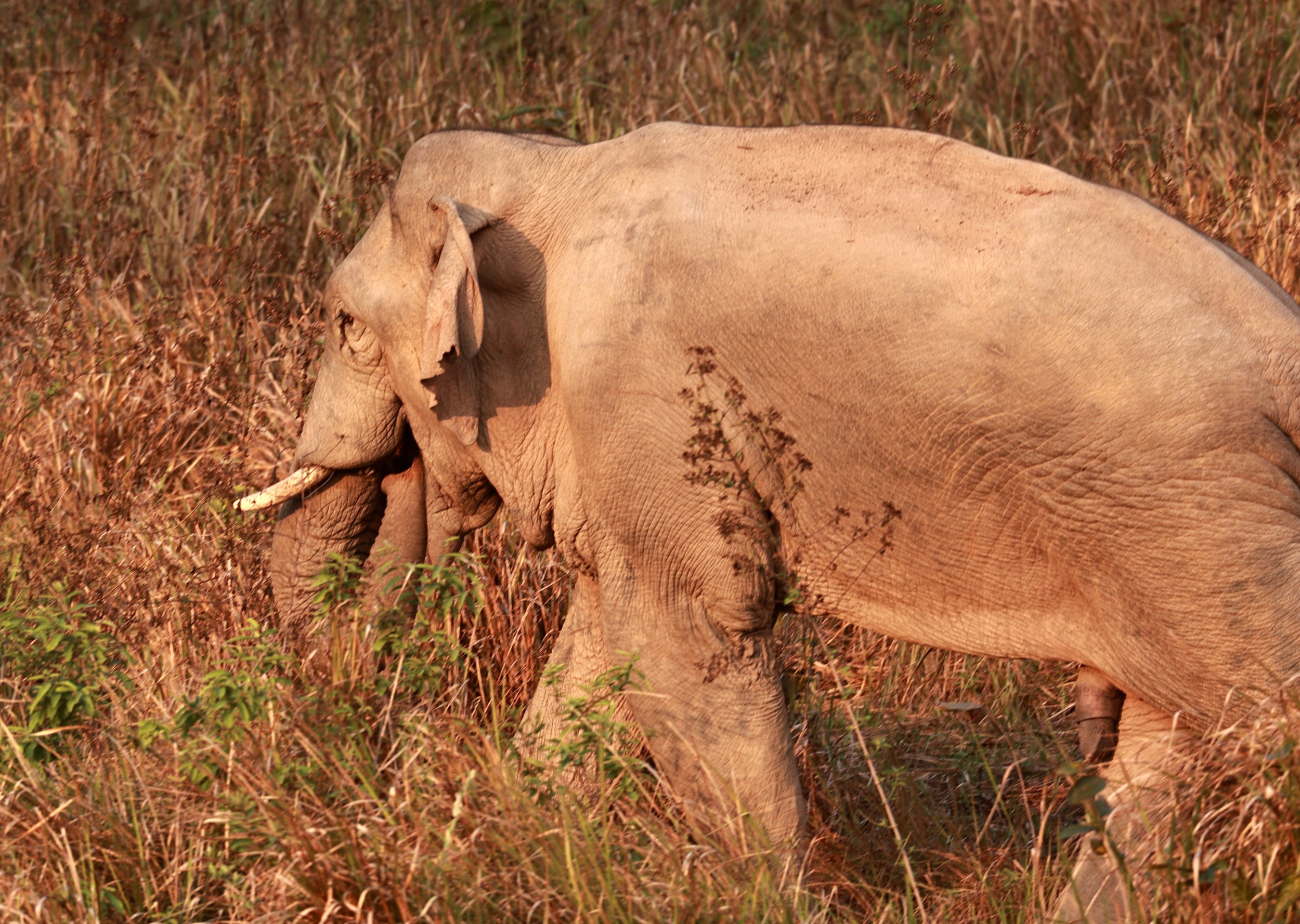 Asian Elephant (Elephas maximus) Khao Yai National Park, Thailand (80).jpg
