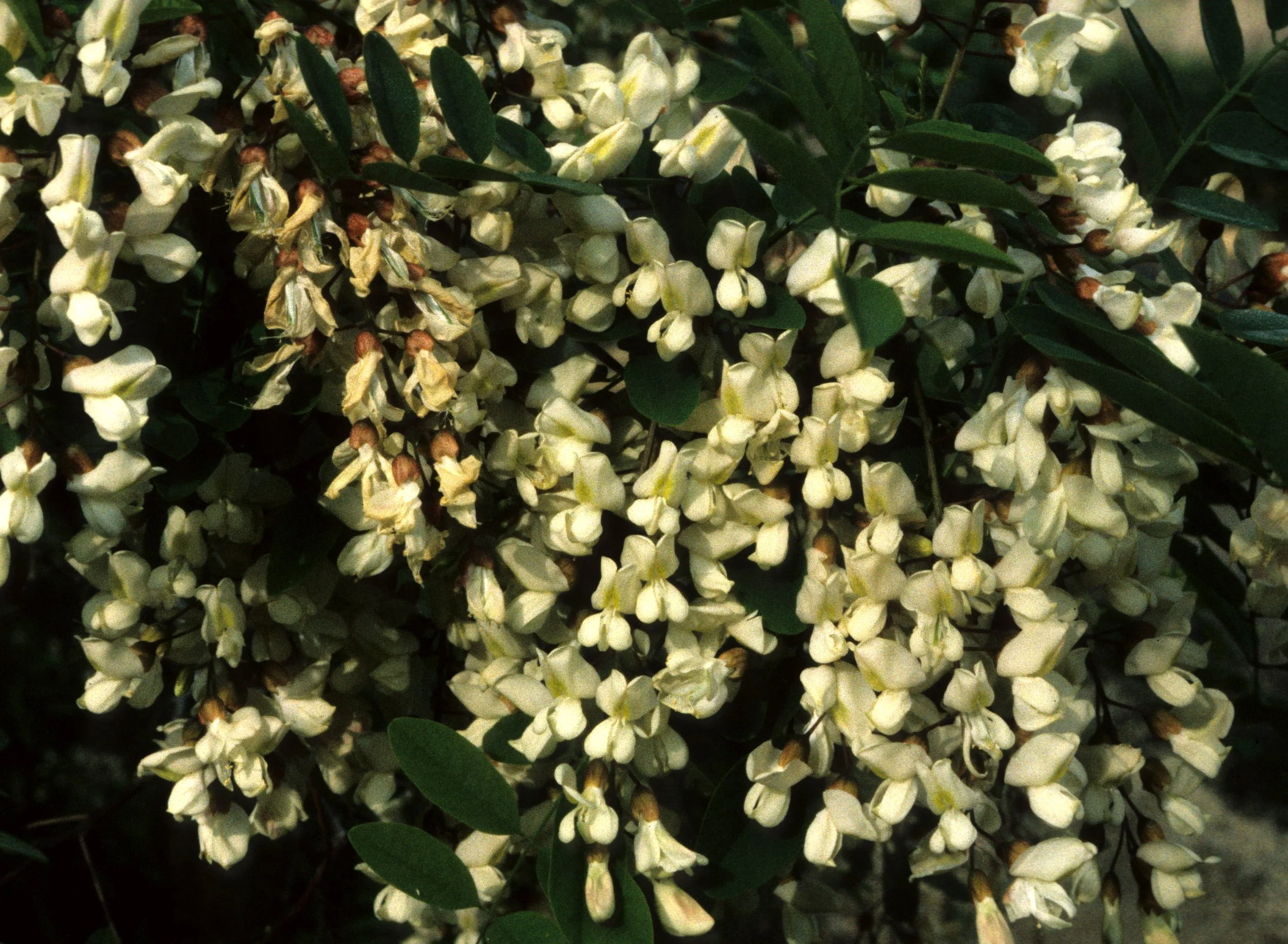 AMERICAN RIVER - ROBINIA PSEUDOACACIA - BLACK LOCUST.jpg