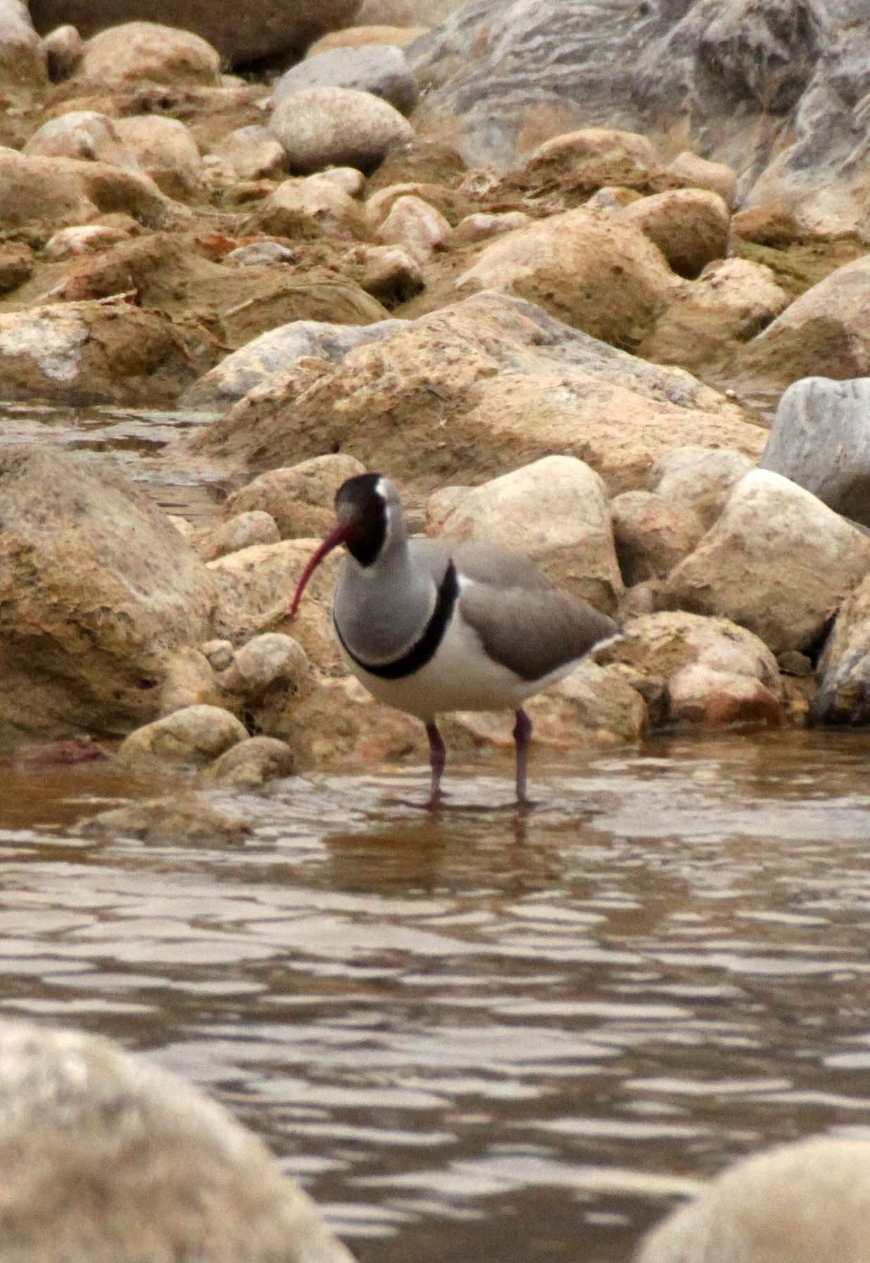 BIRD - IBISBILL - FOPING NATURE RESERVE SHAANXI PROVINCE CHINA (5).JPG